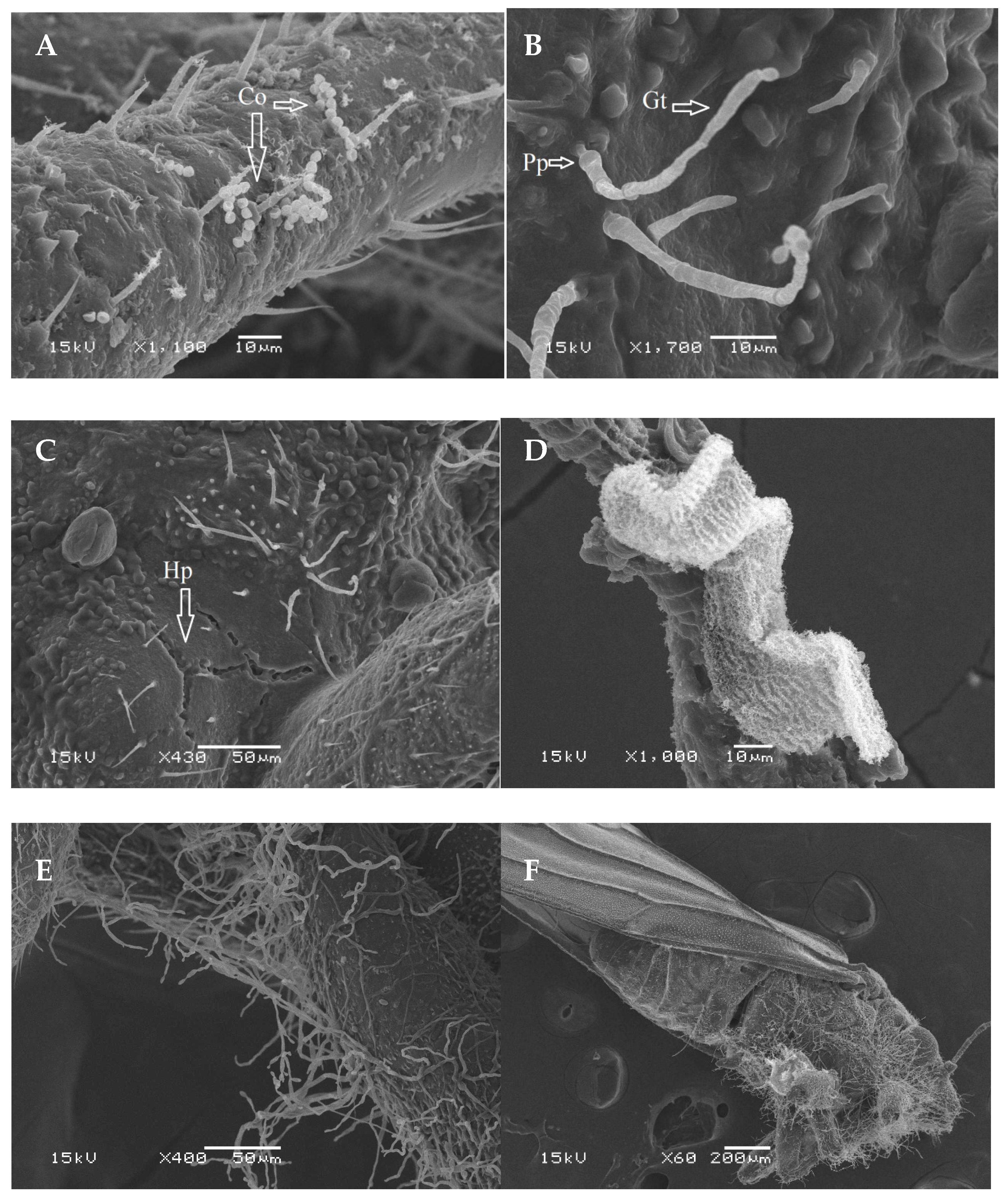 Agronomy 11 02476 g004