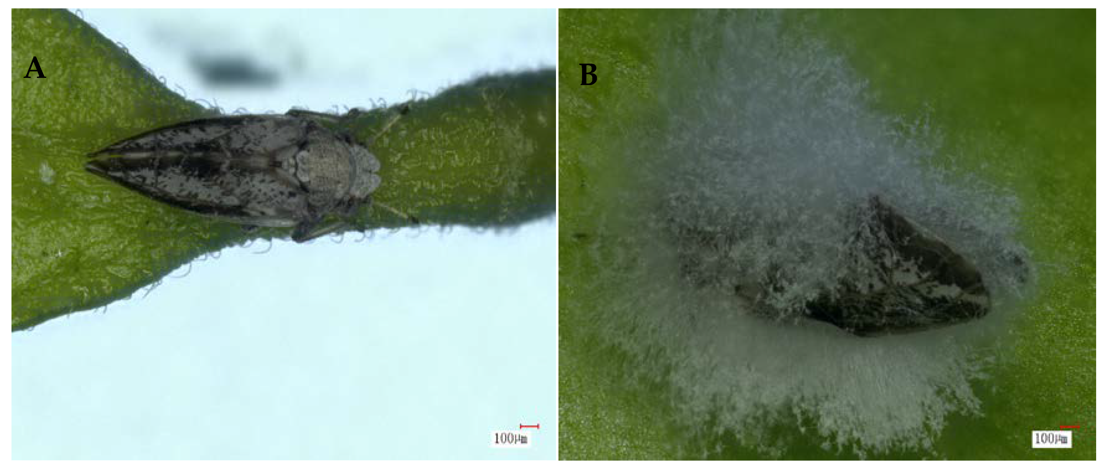 Agronomy 11 02476 g005