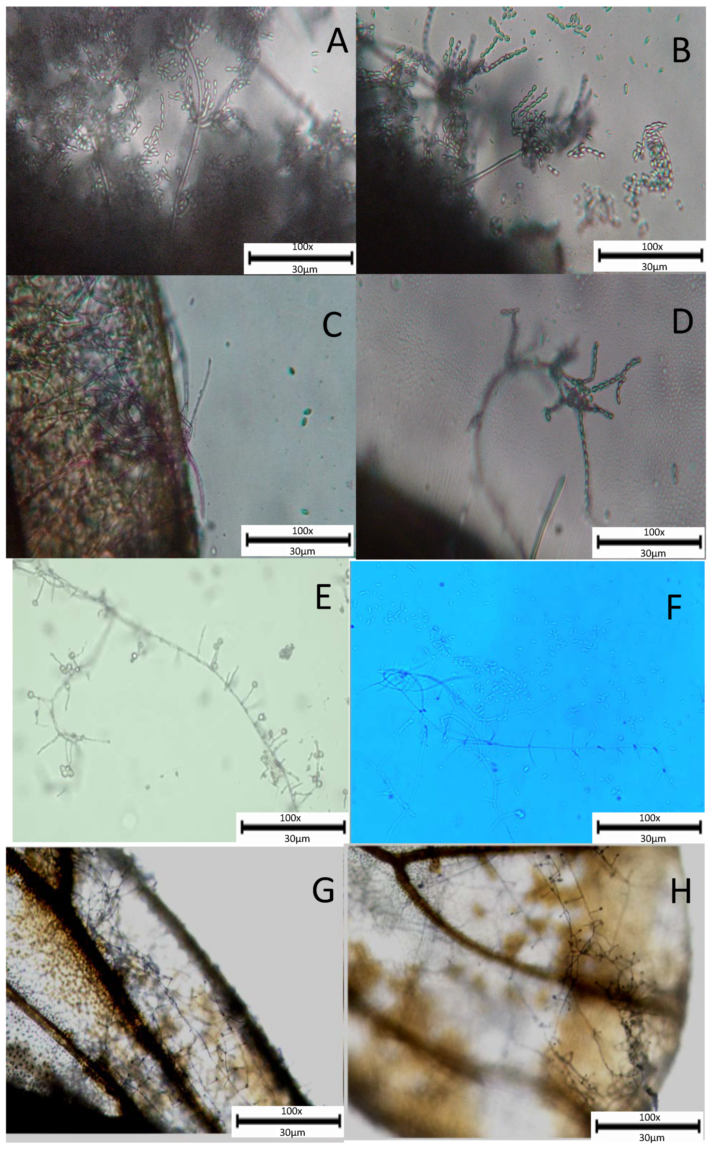 Agronomy 11 02476 g006