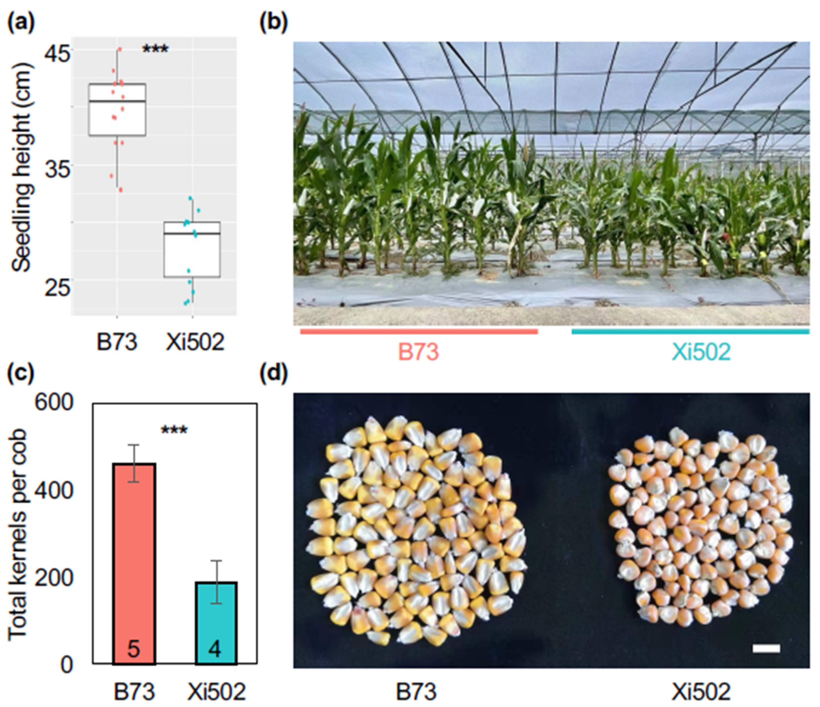 Agronomy 11 02503 g001 Agronomy 11 02503 g001