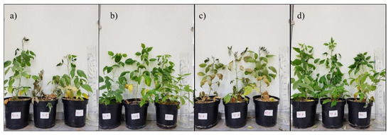 Agronomy 11 02521 g0a1 550