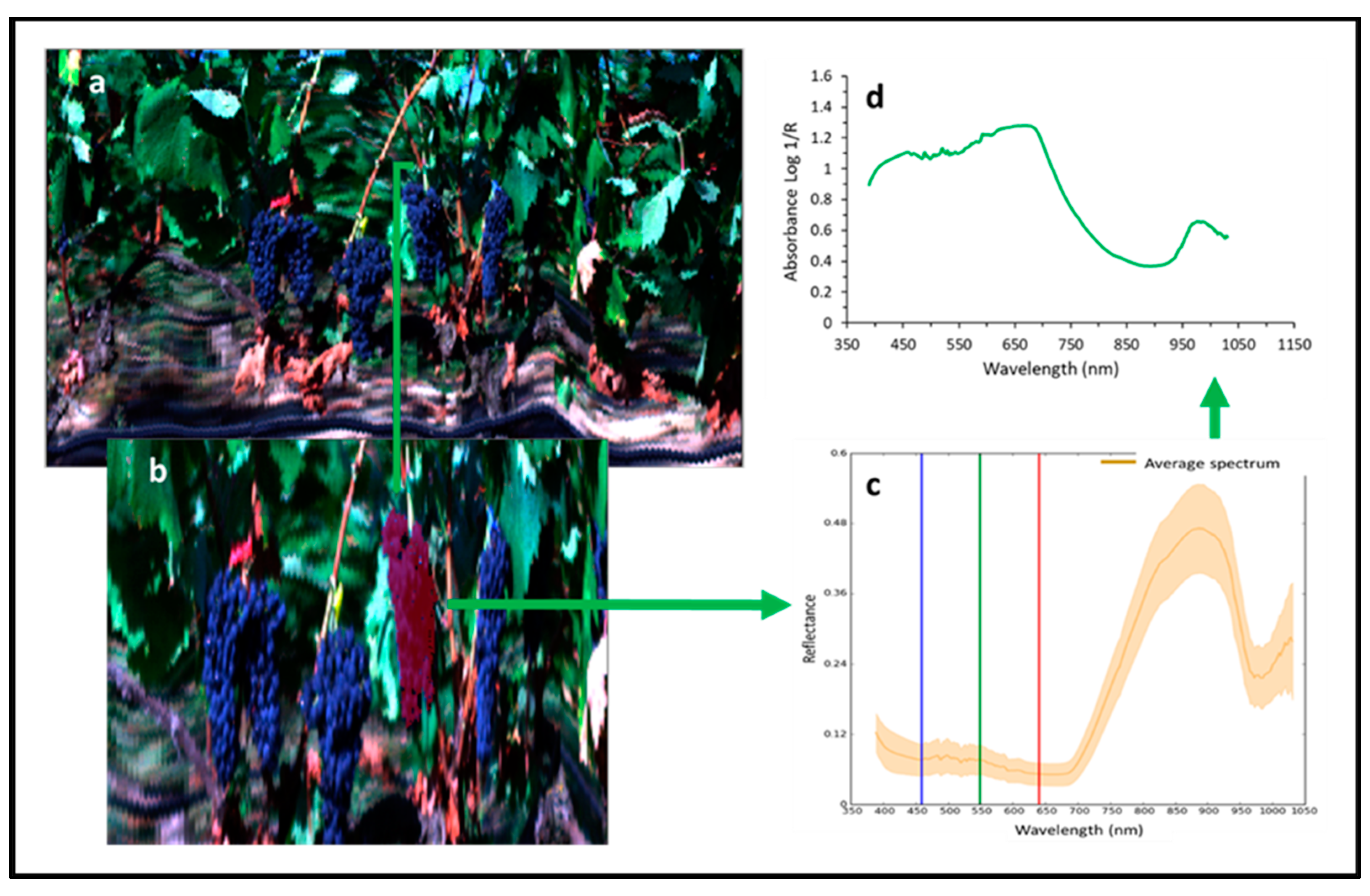 Agronomy 11 02534 g002