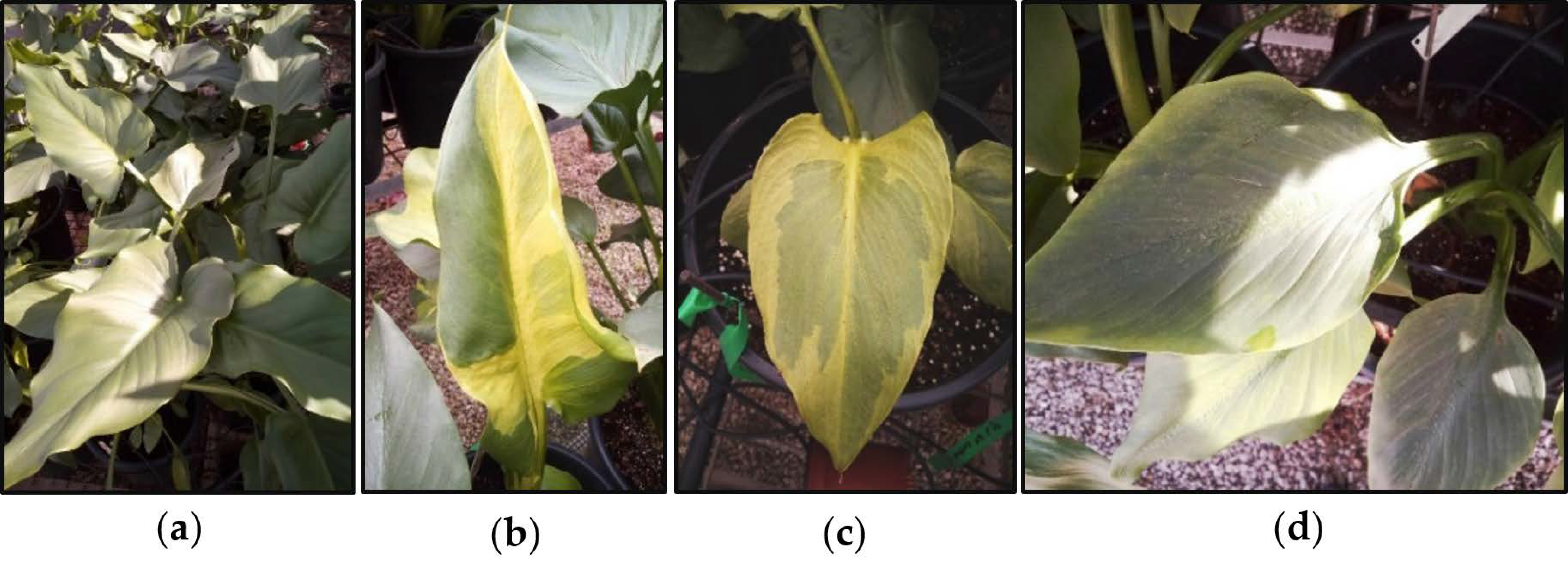 Agronomy 11 02537 g001