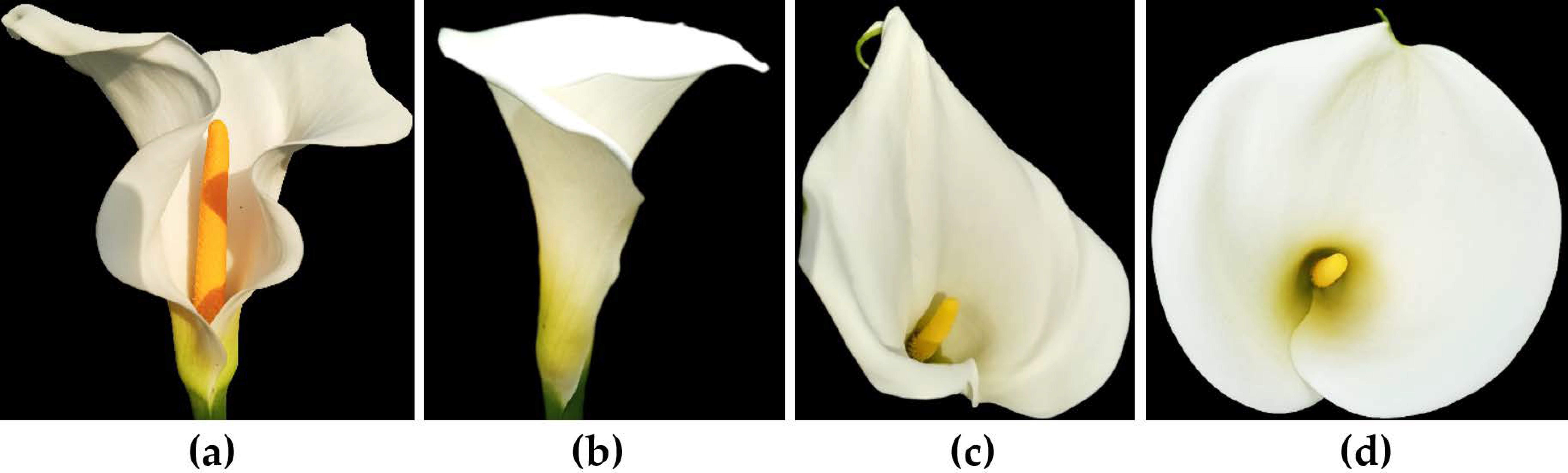 Agronomy 11 02537 g006