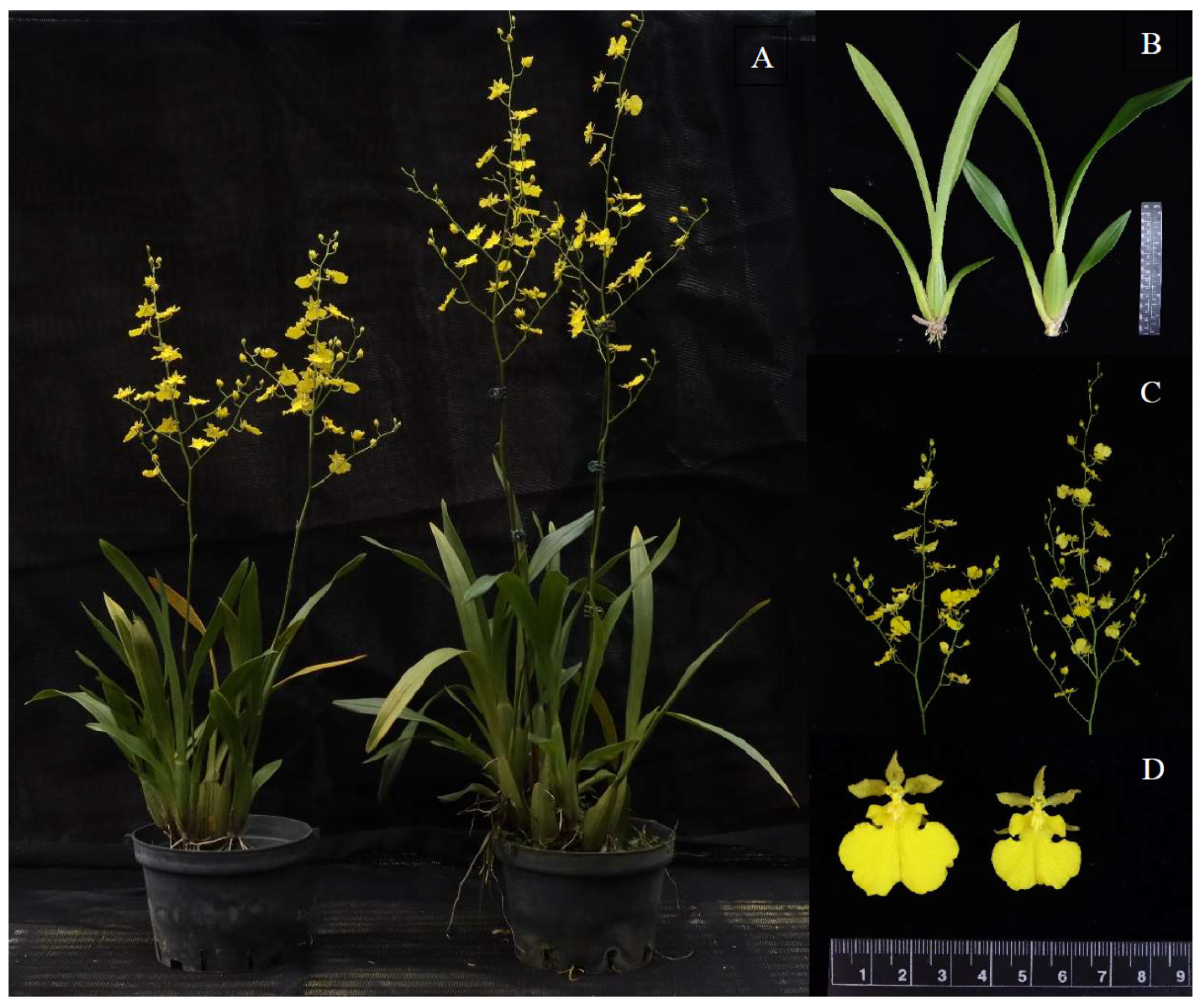 Agronomy 11 02549 g001