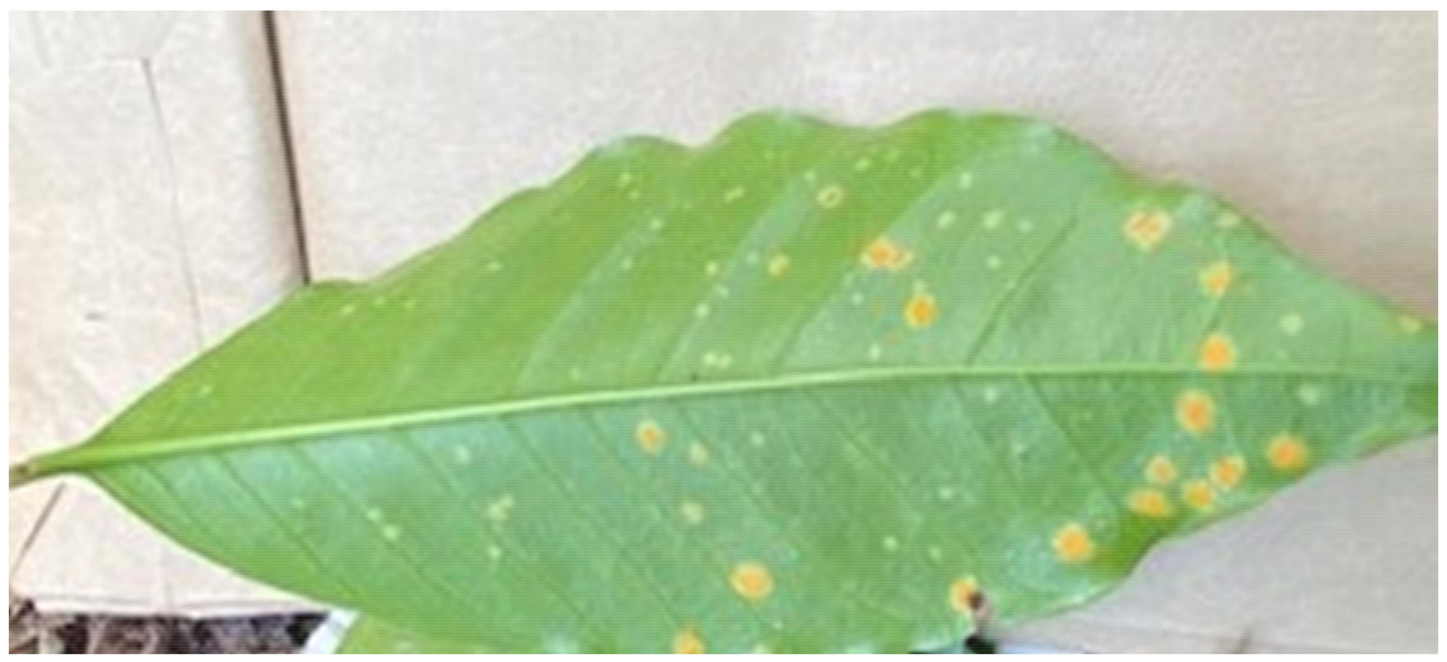 Agronomy 11 02590 g001