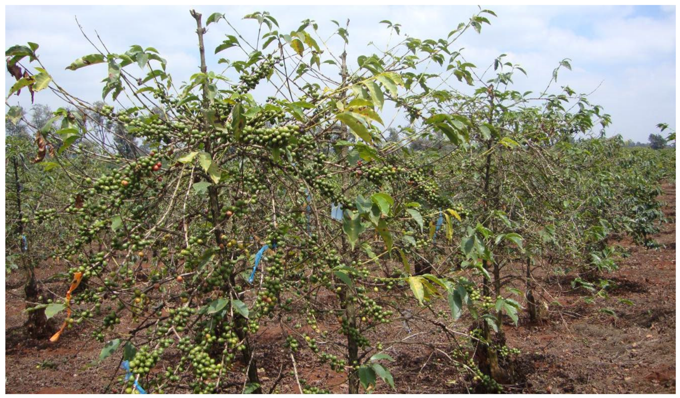 Agronomy 11 02590 g003