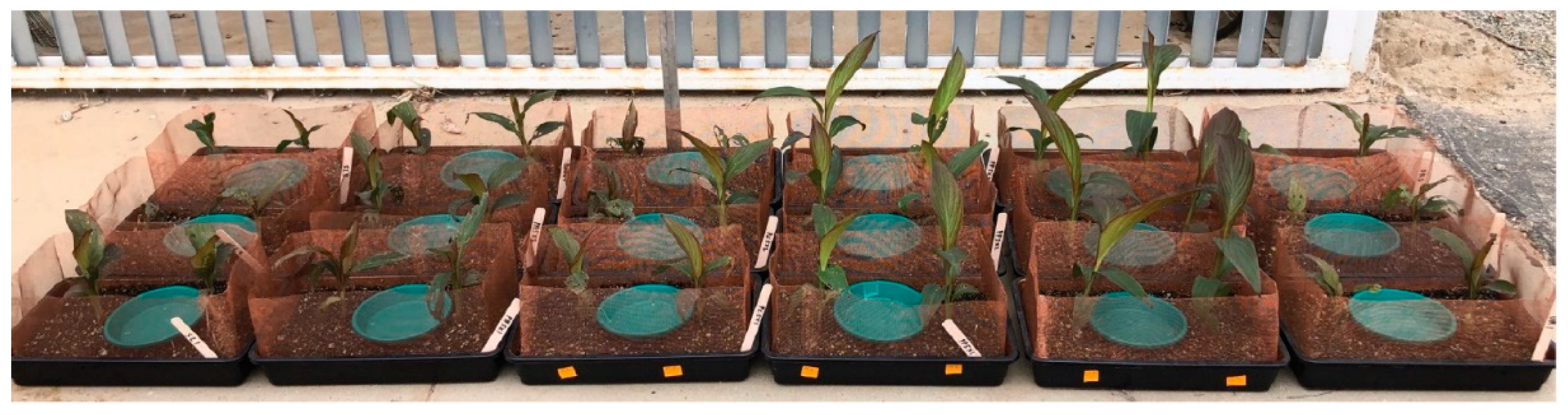 Agronomy 12 00020 g003 Agronomy 12 00020 g003