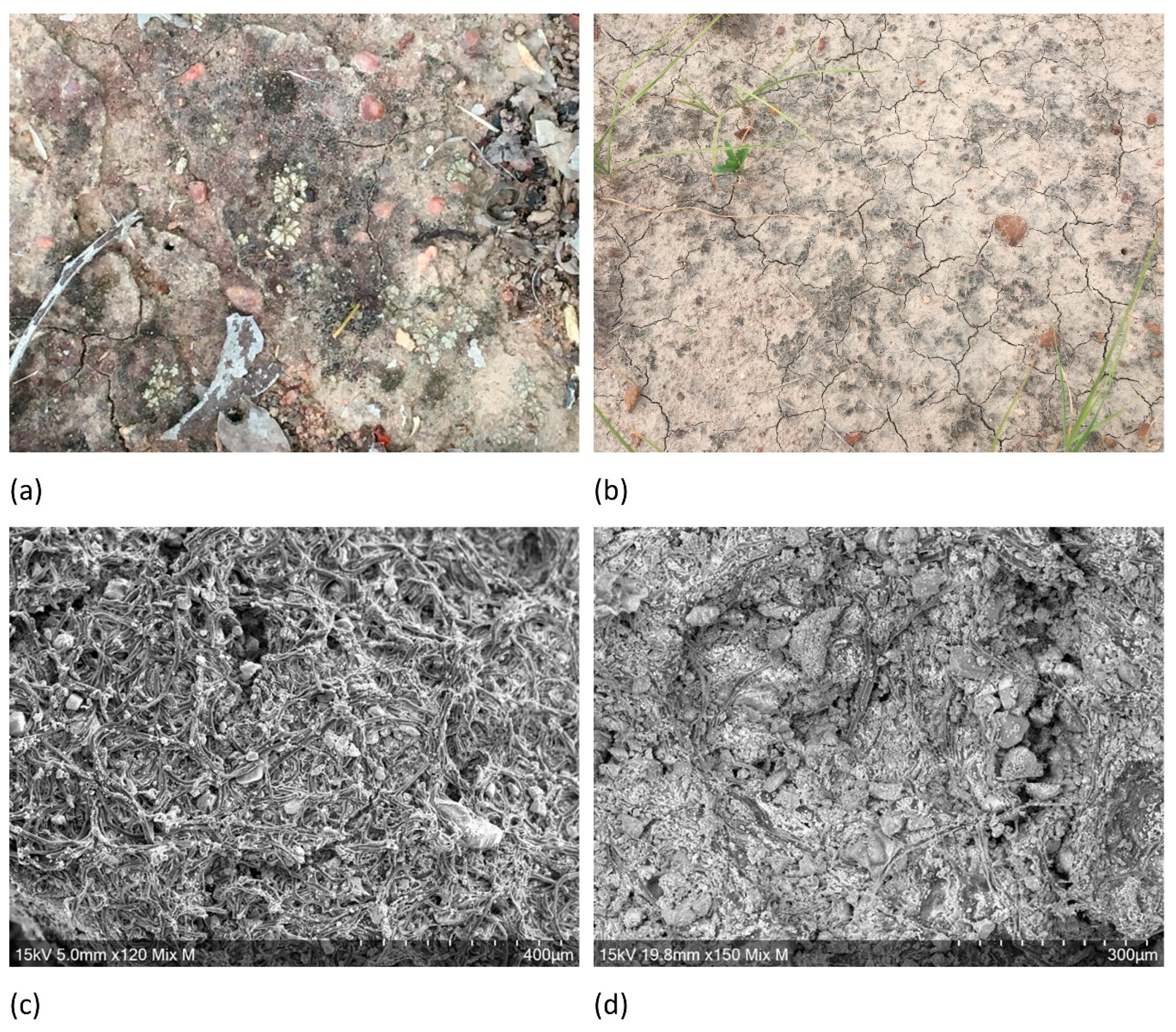 Agronomy 12 00062 g007 Agronomy 12 00062 g007