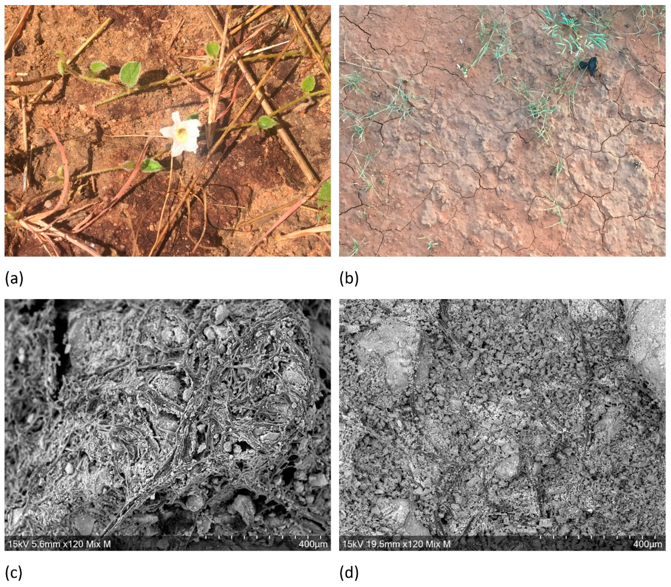 Agronomy 12 00062 g009 Agronomy 12 00062 g009
