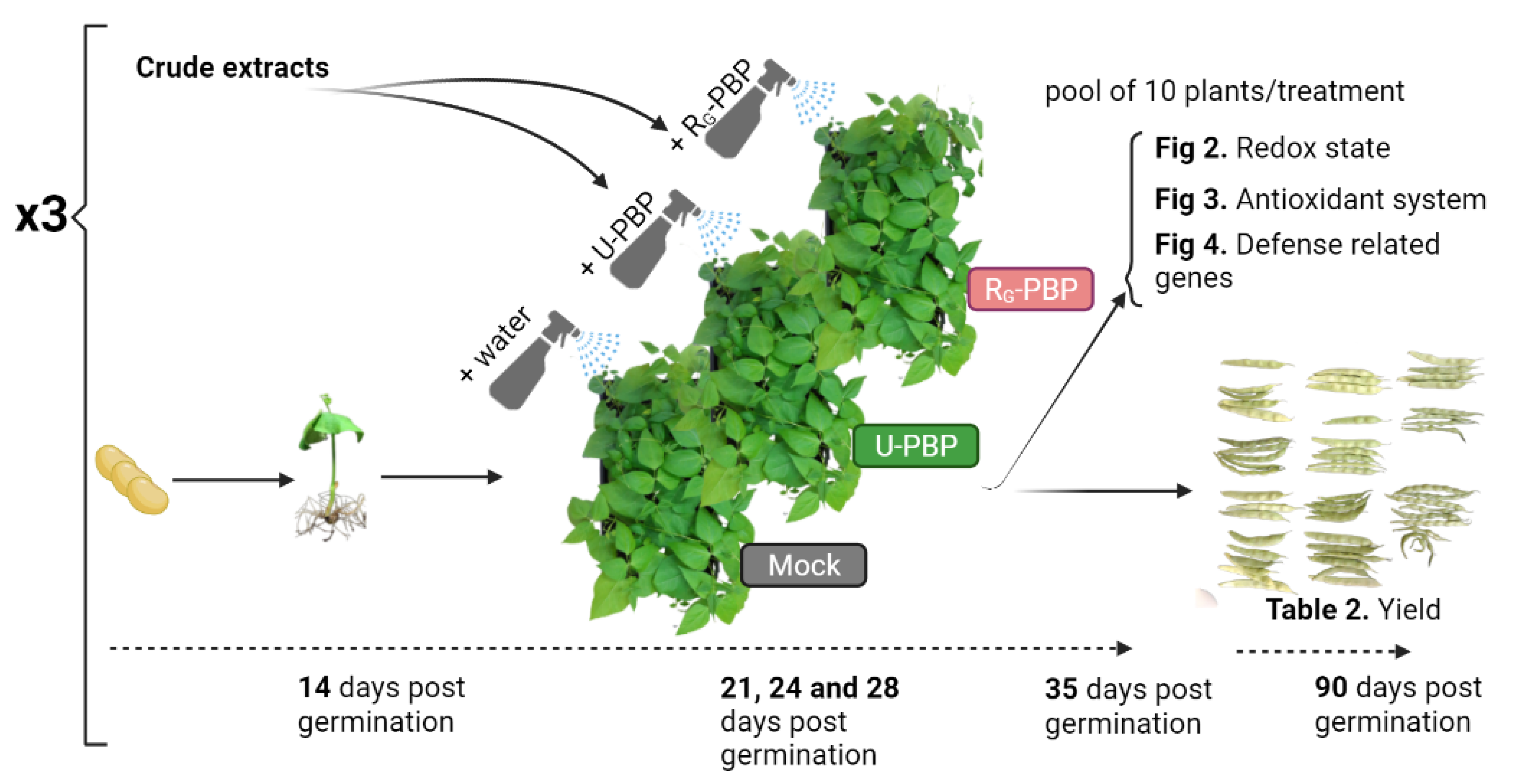 Agronomy 12 00063 g001