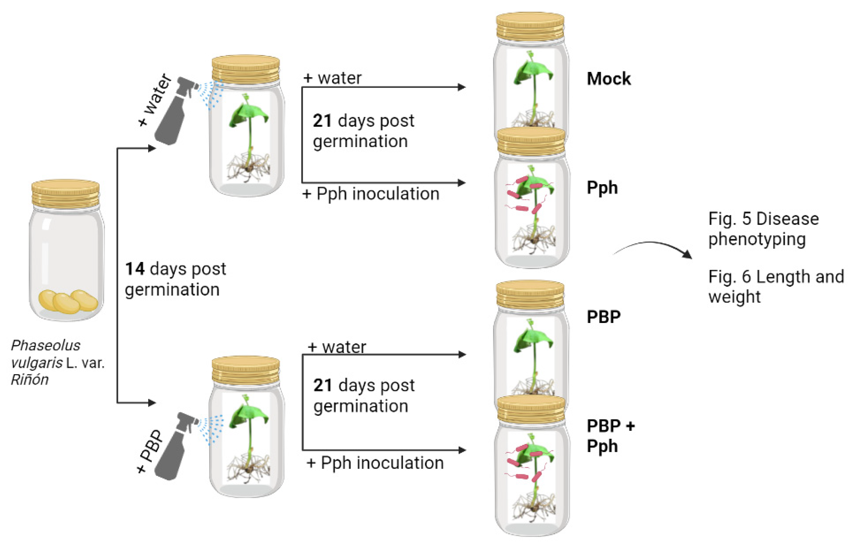 Agronomy 12 00063 g002