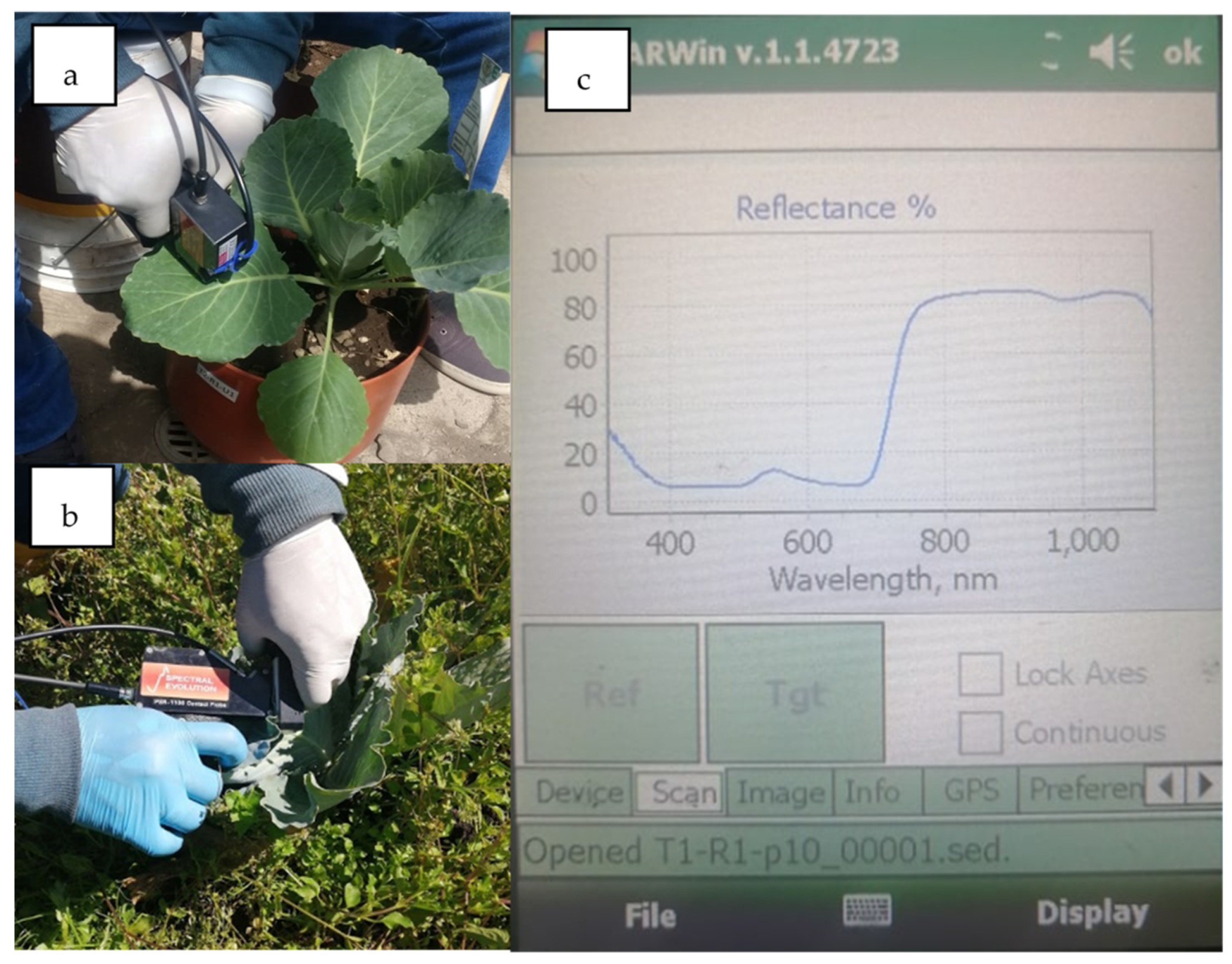 Agronomy 12 00081 g005