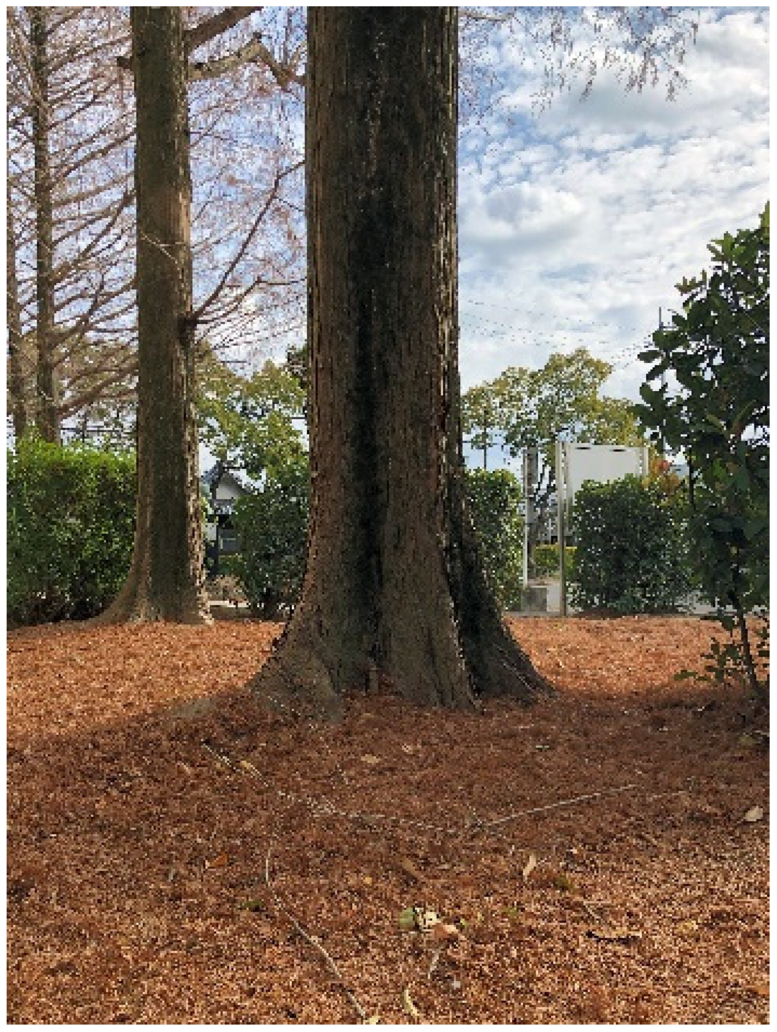 Agronomy 12 00083 g001