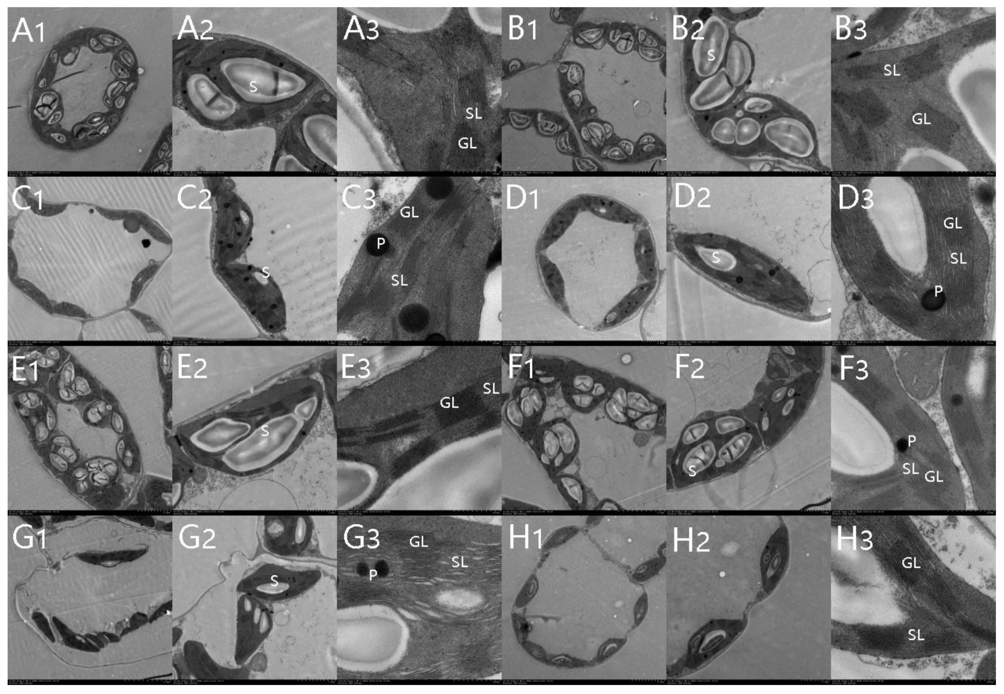Agronomy 12 00084 g006