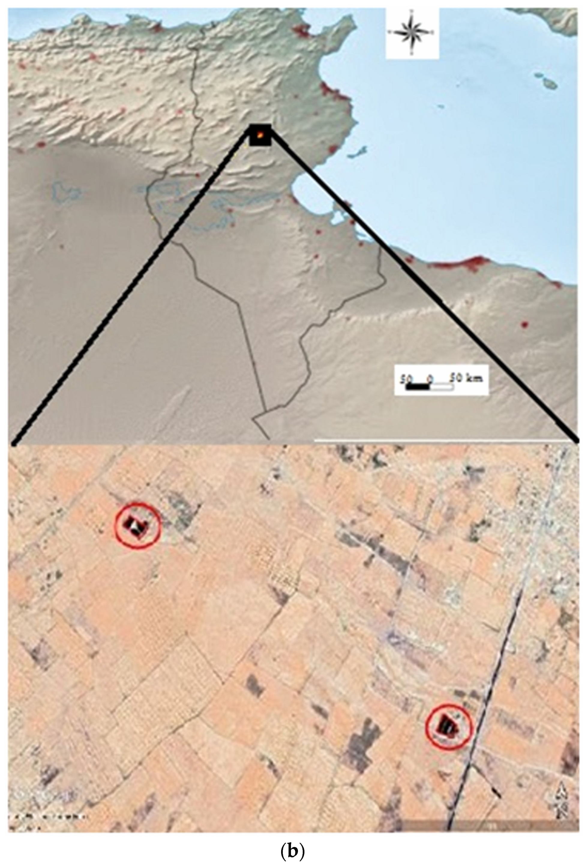 Agronomy 12 00090 g001b
