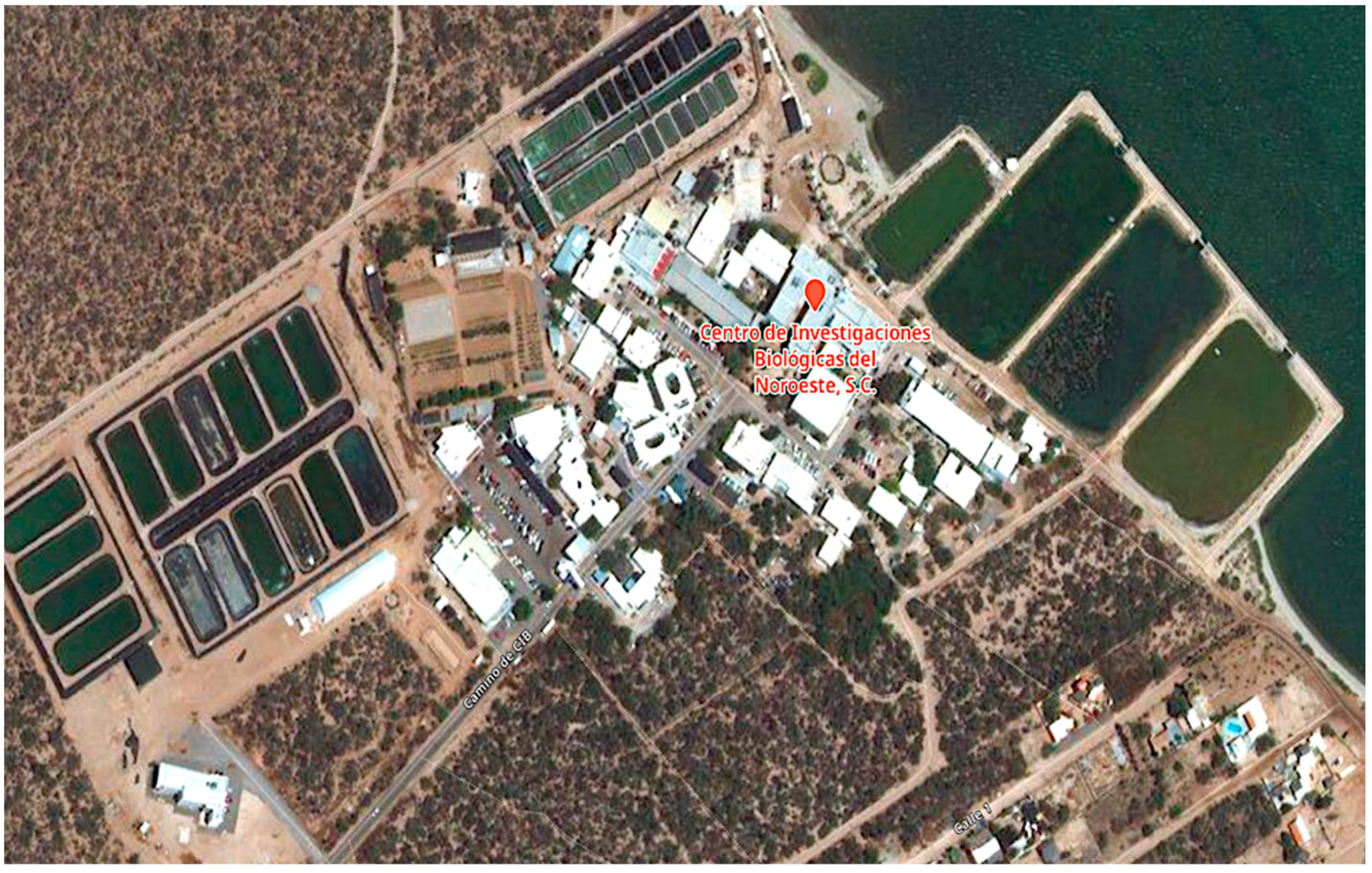 Agronomy 12 00103 g001