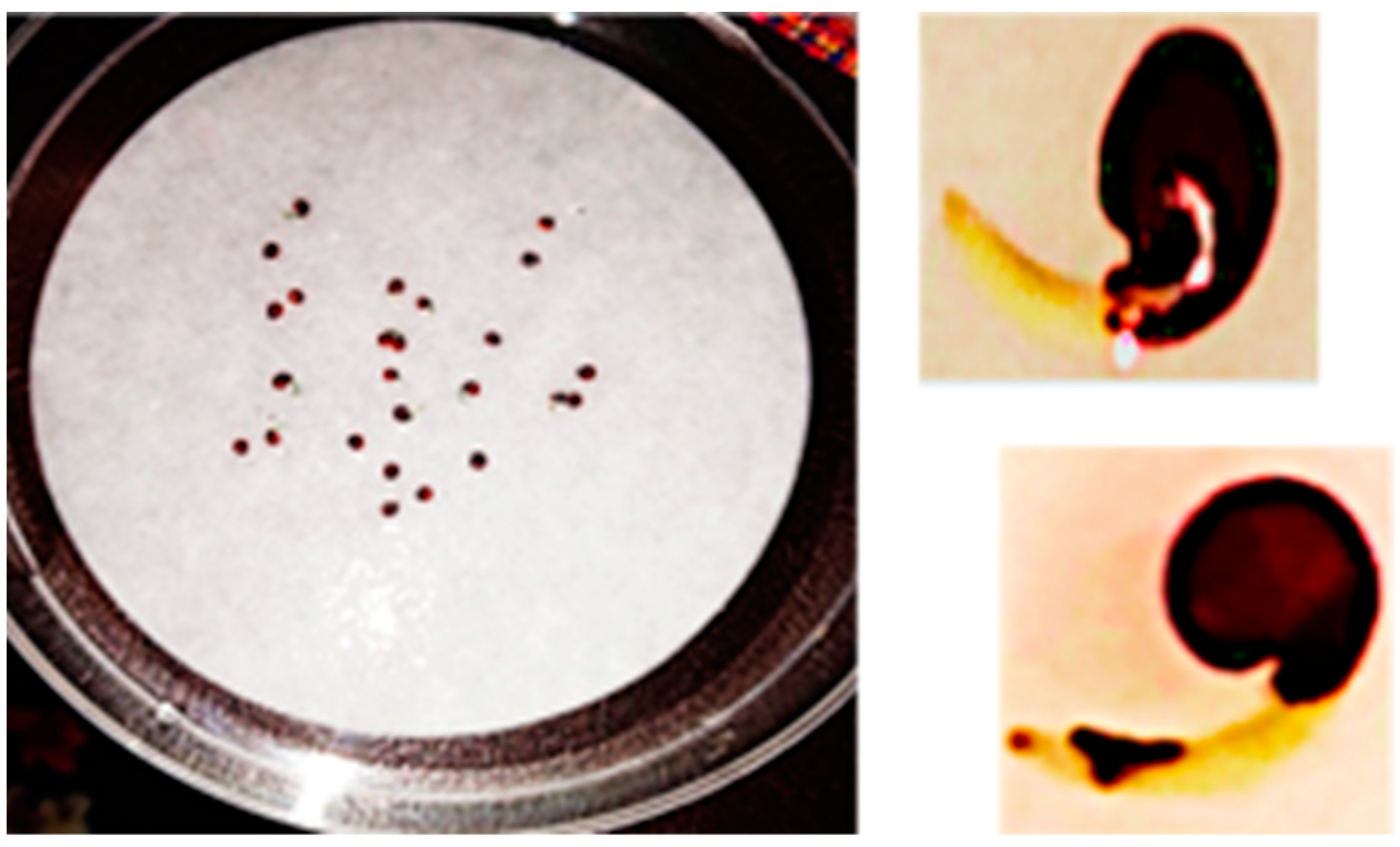 Agronomy 12 00103 g003