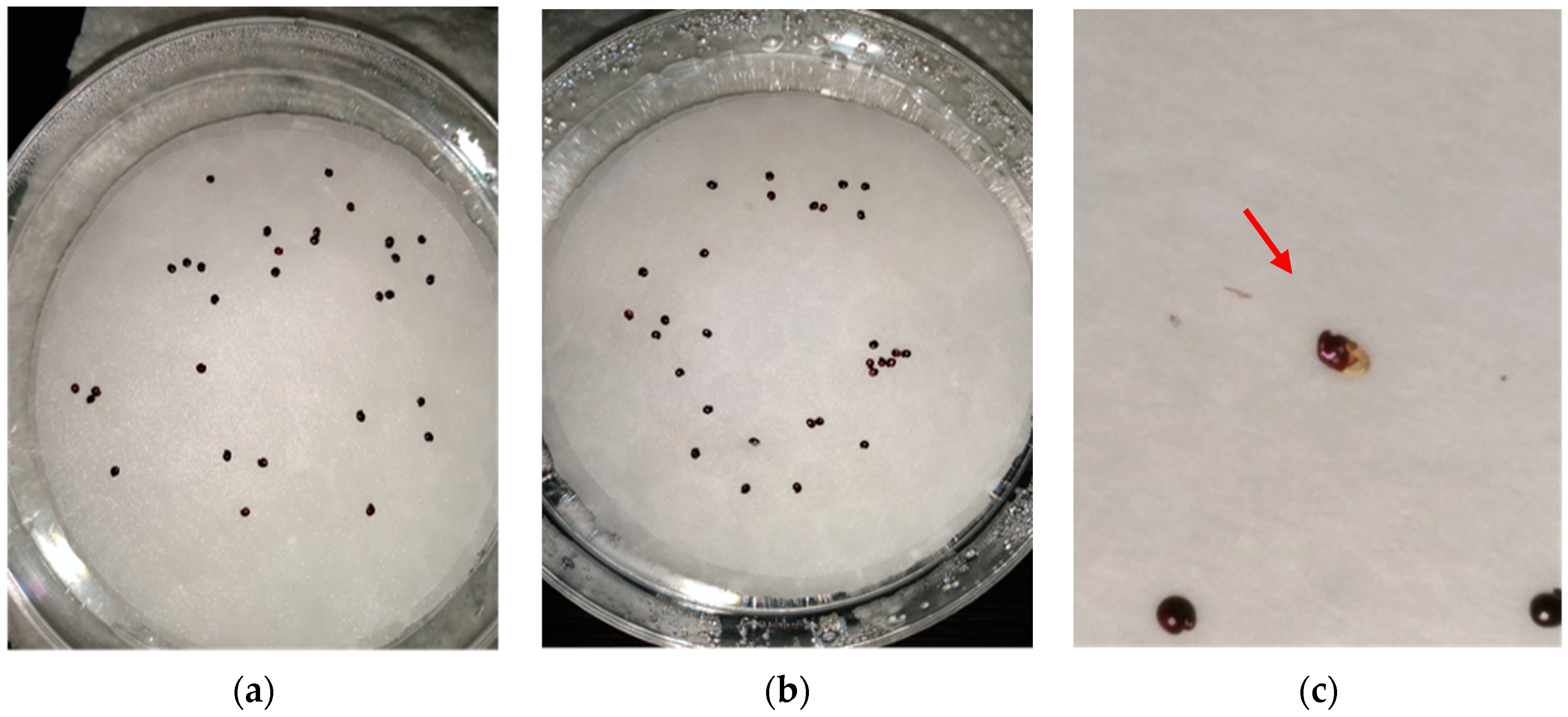 Agronomy 12 00103 g004