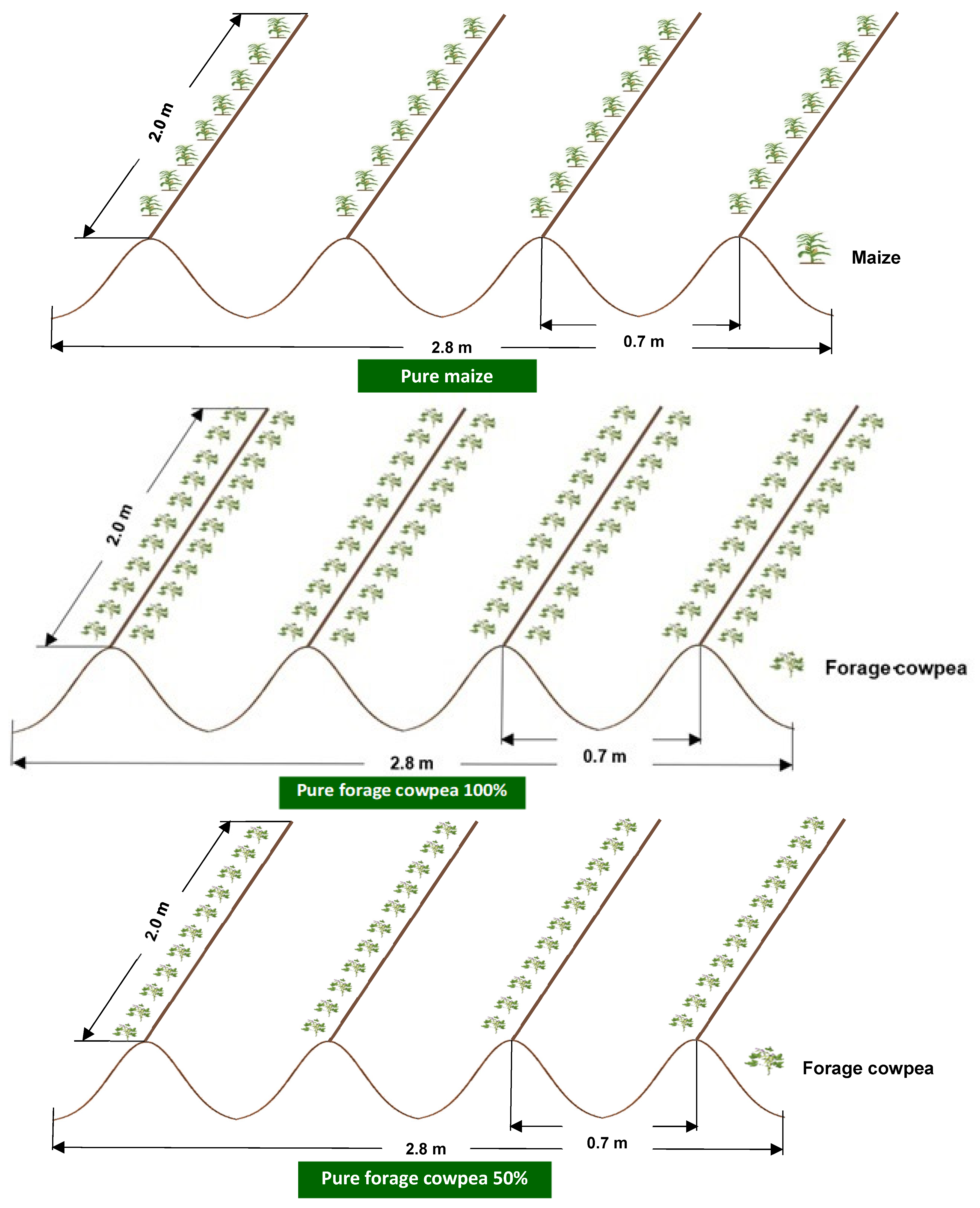 Agronomy 12 00107 g003