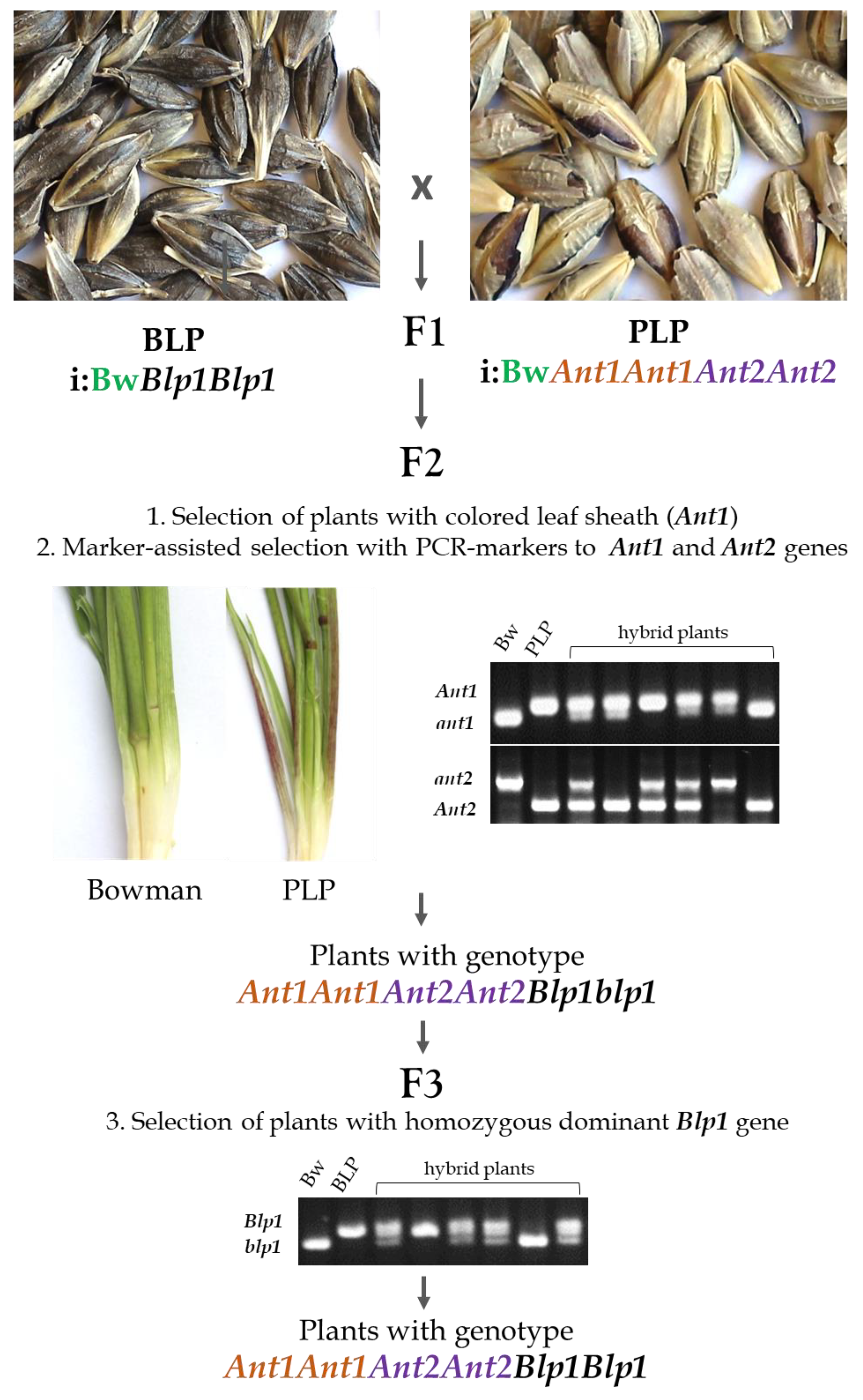 Agronomy 12 00112 g001