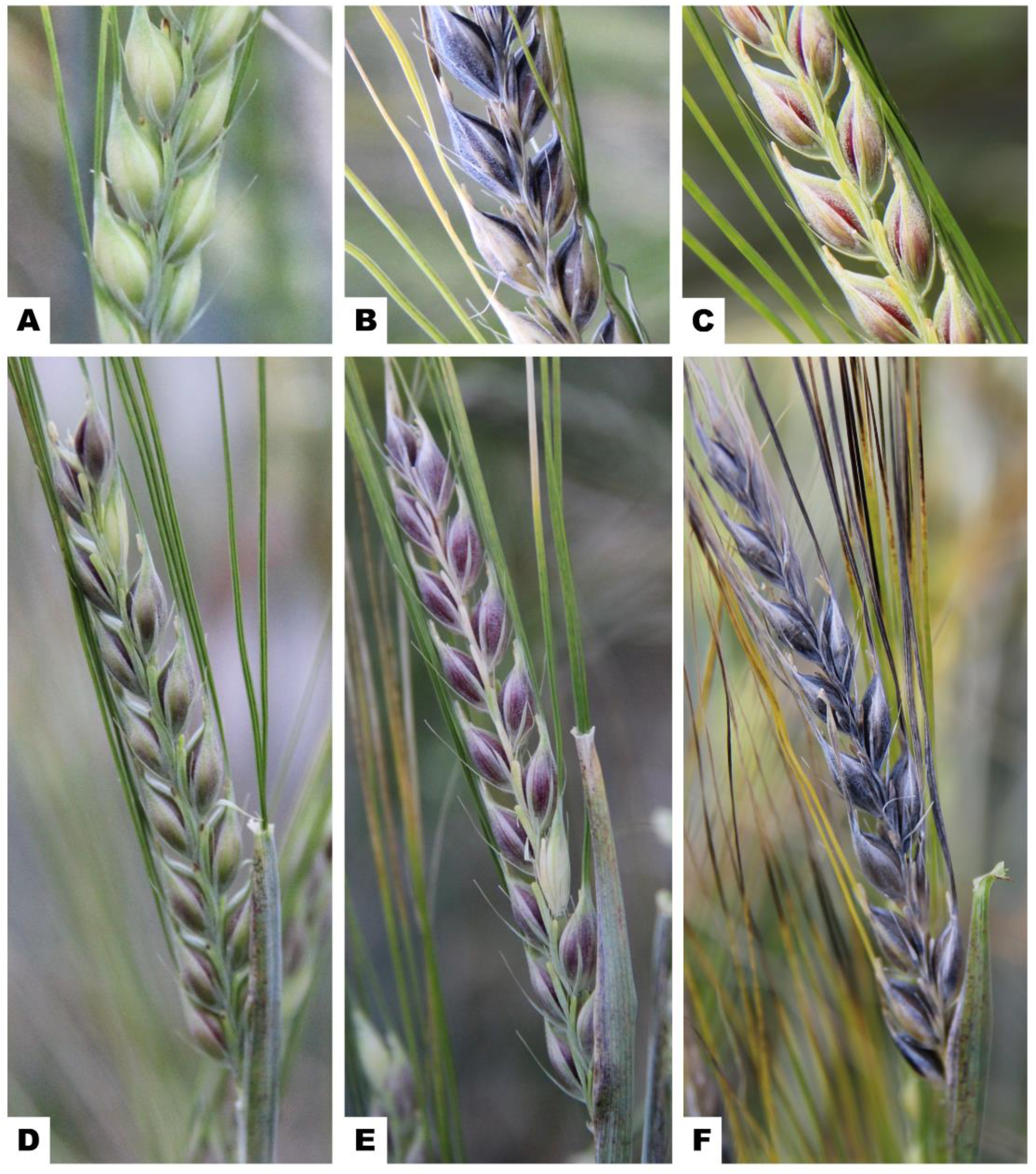 Agronomy 12 00112 g002