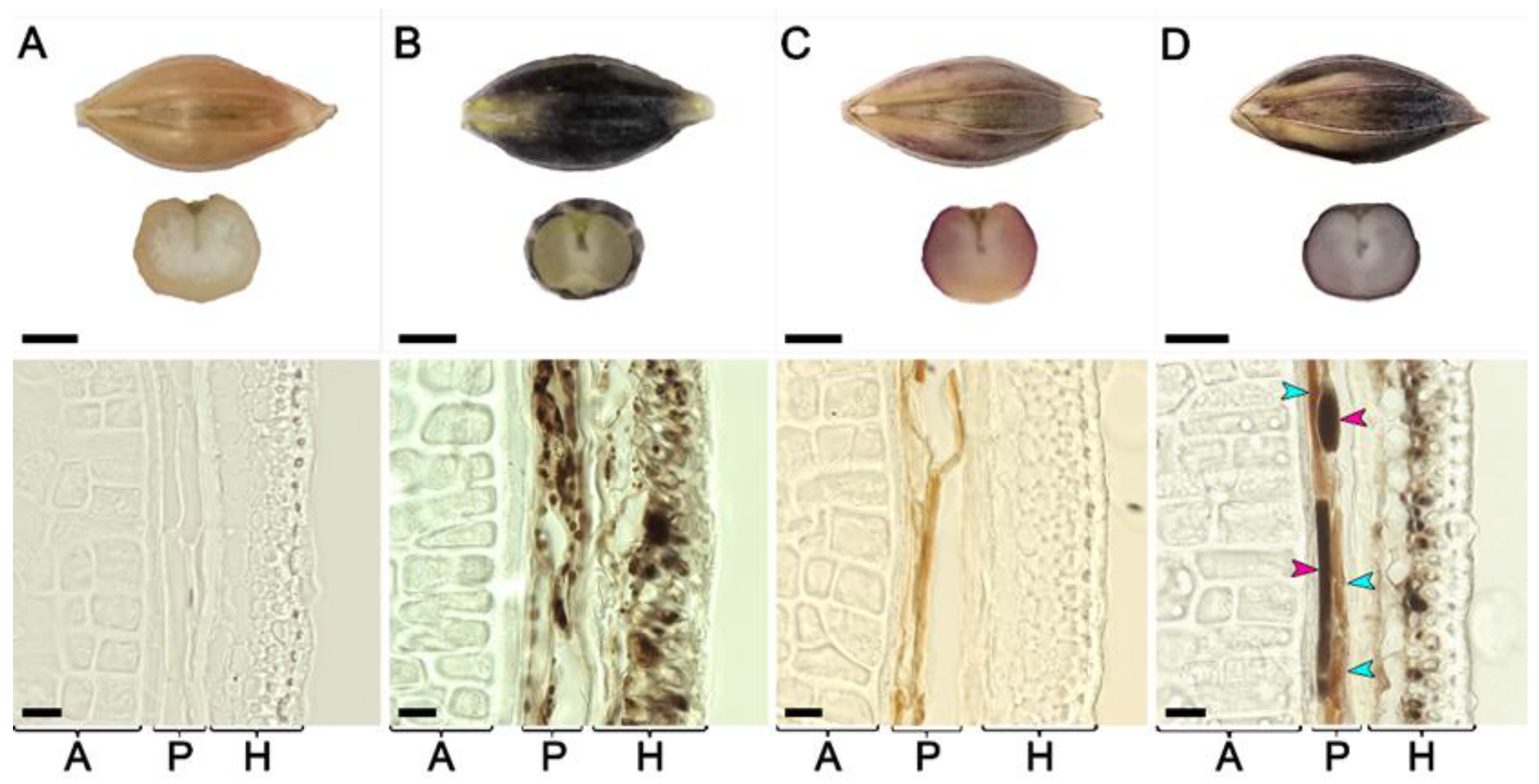 Agronomy 12 00112 g003