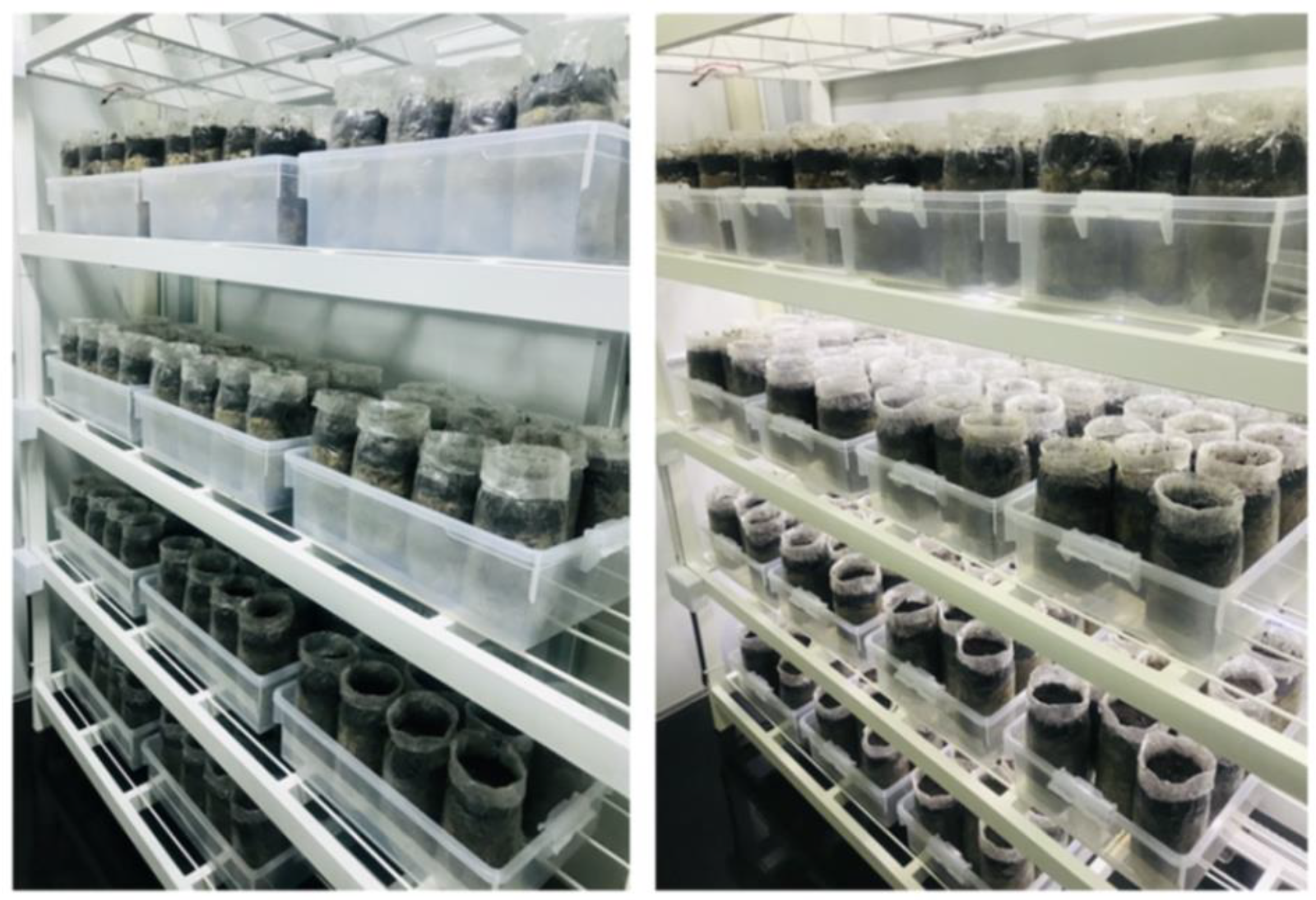 Agronomy 12 00115 g003