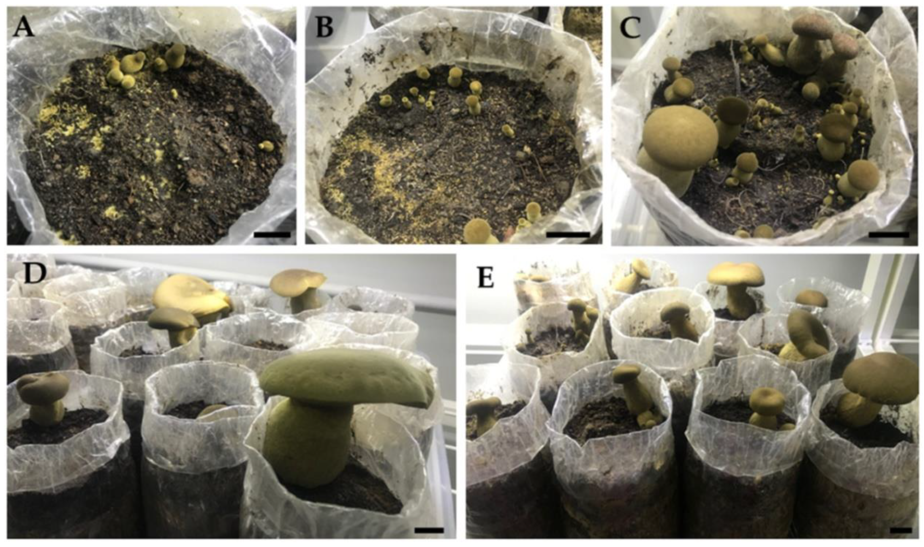 Agronomy 12 00115 g004
