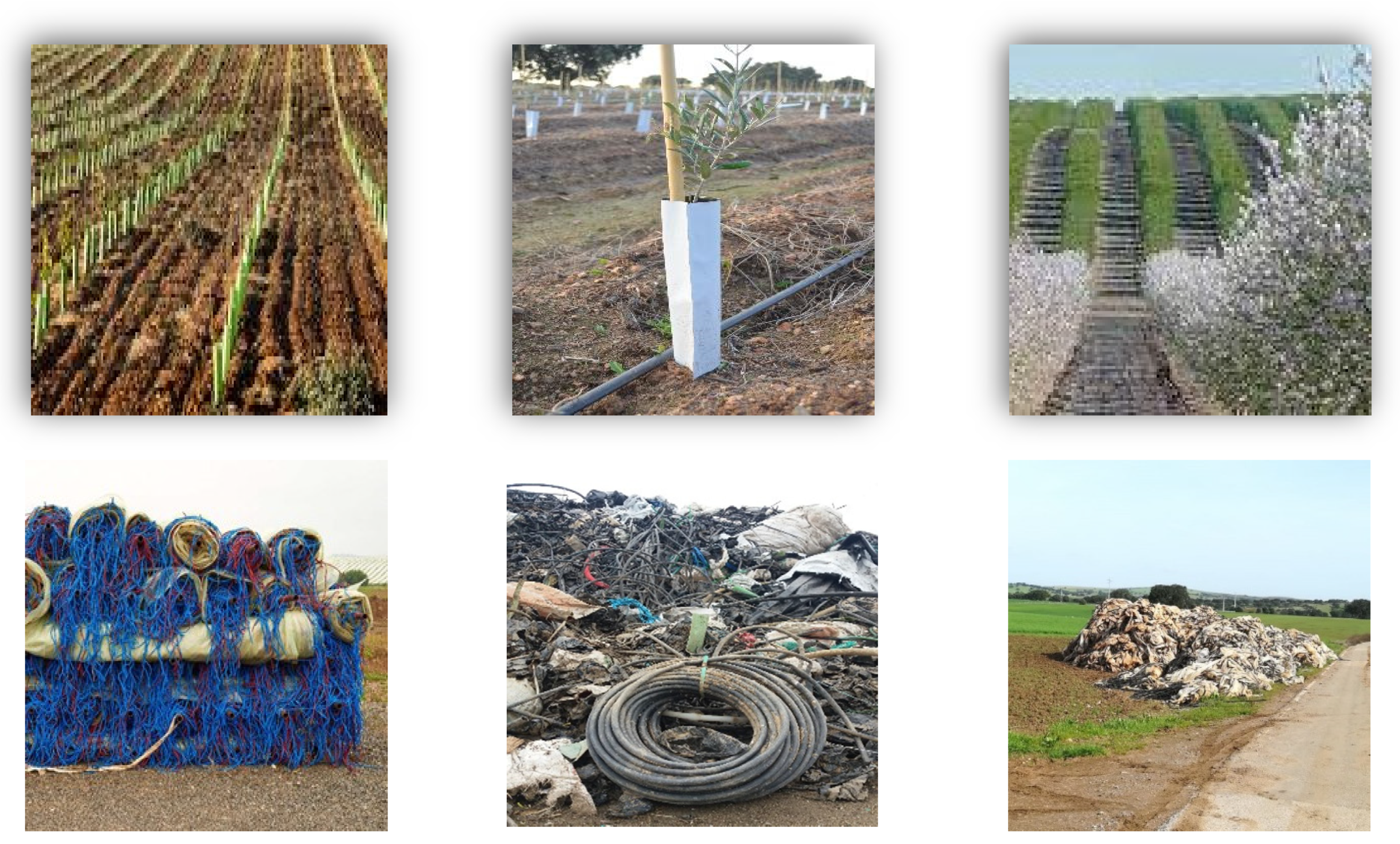 Agronomy 12 00134 g002