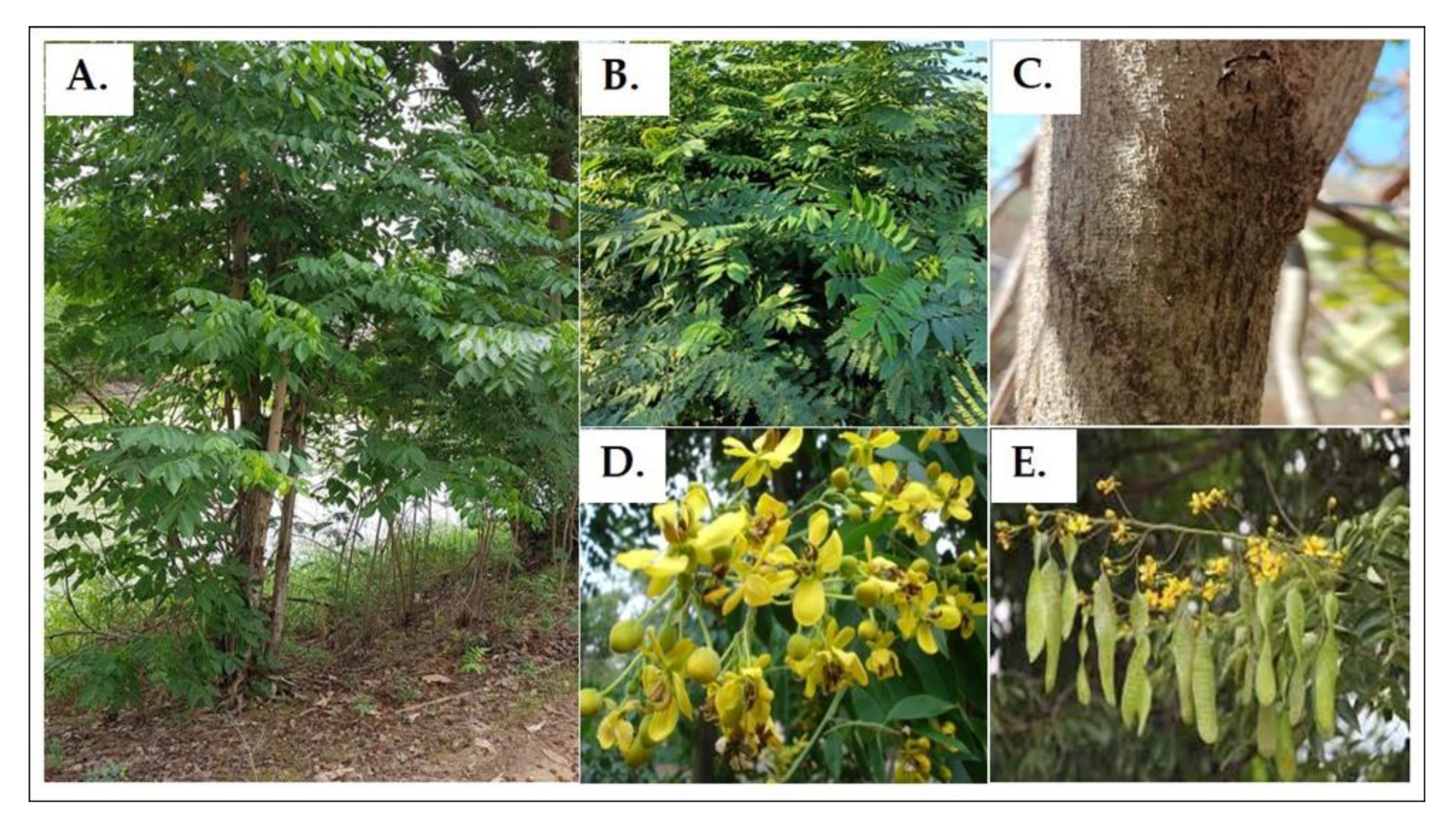 Agronomy 12 00139 g001