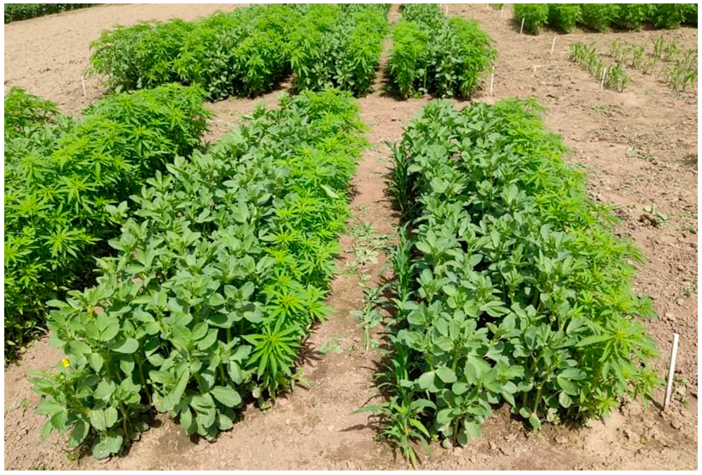 Agronomy 12 00141 g001 Agronomy 12 00141 g001