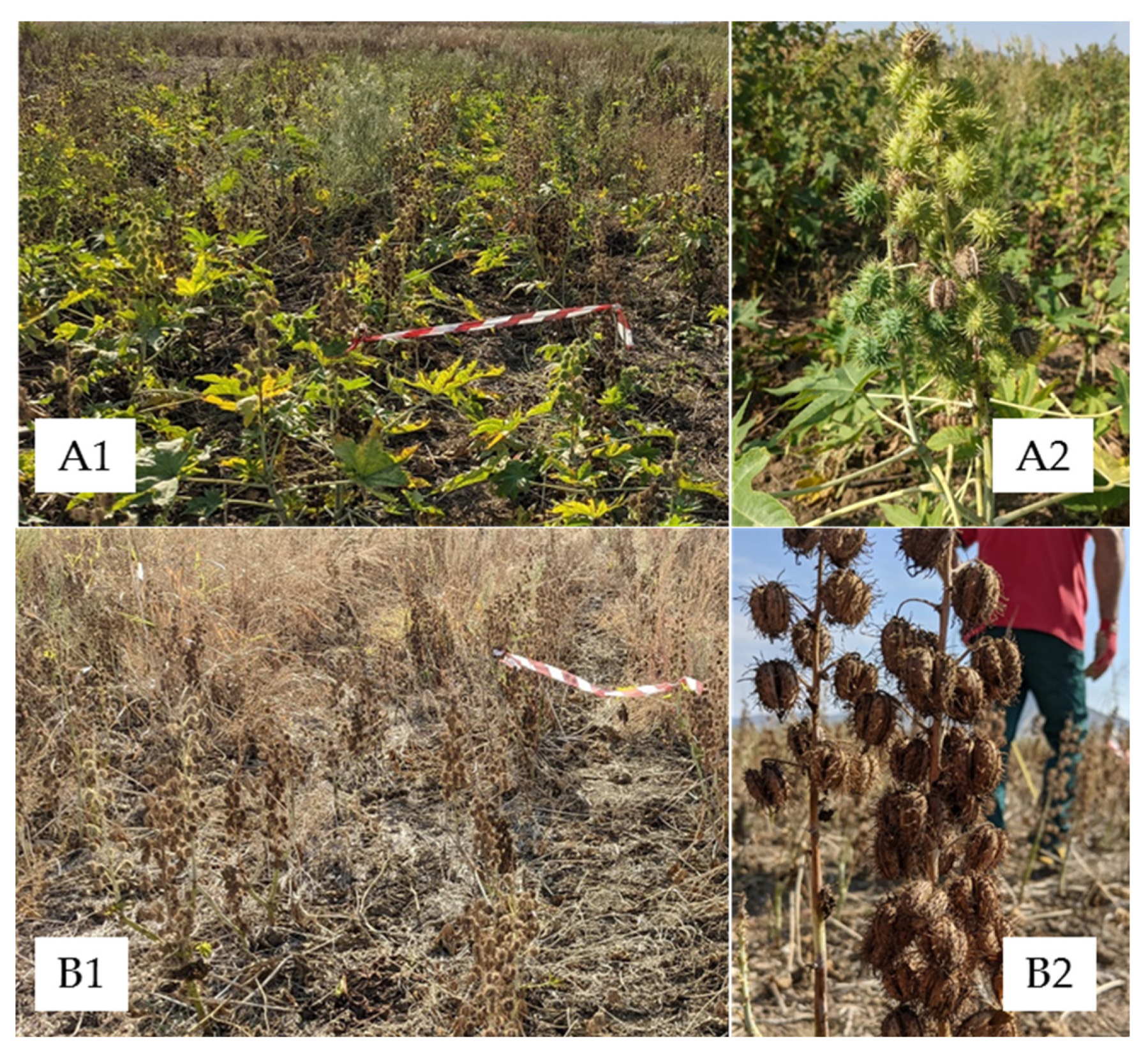 Agronomy 12 00146 g004