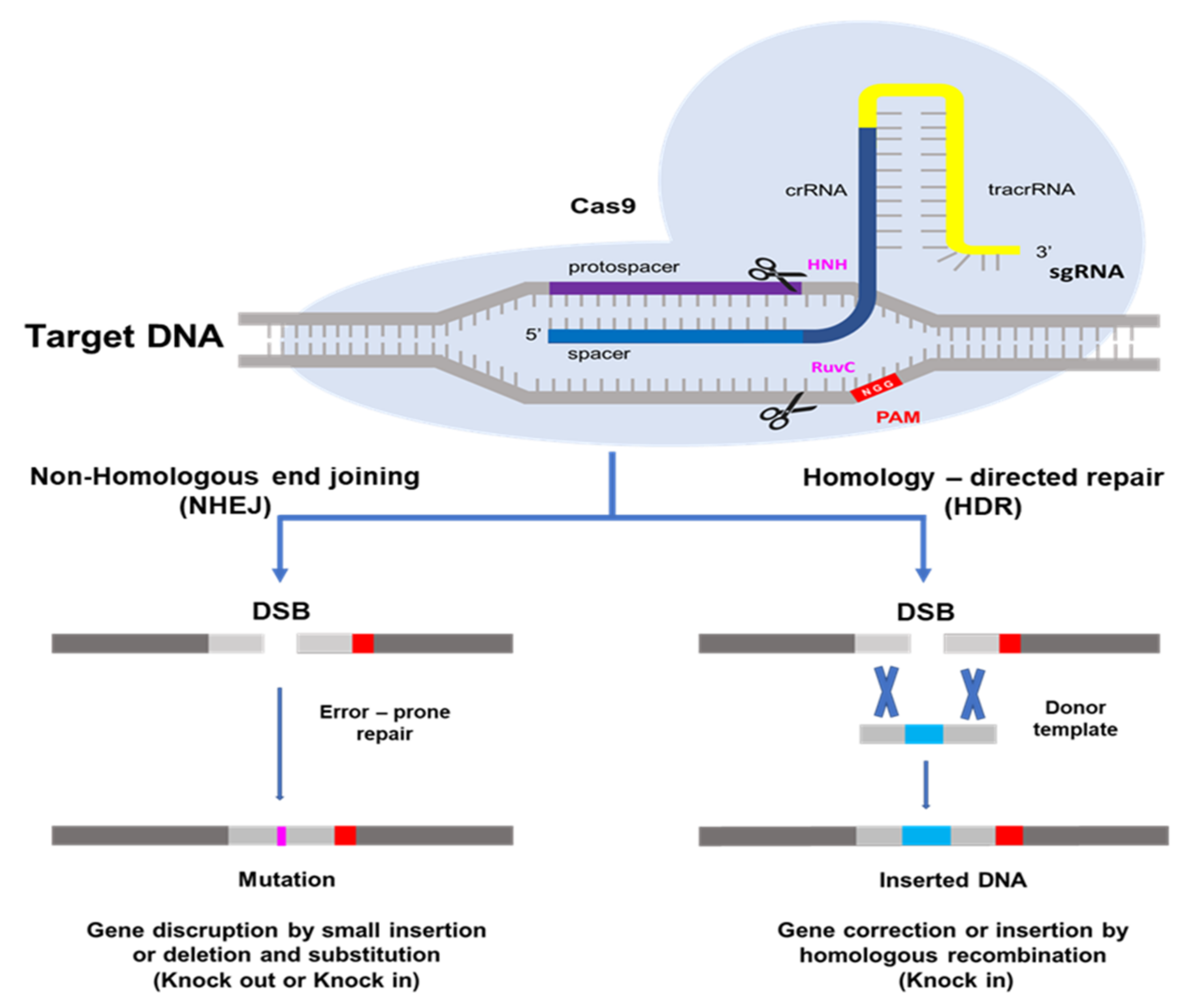 Agronomy 12 00164 g001 Agronomy 12 00164 g001