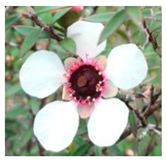 Agronomy 12 00169 i001