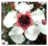 Agronomy 12 00169 i002