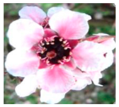 Agronomy 12 00169 i003