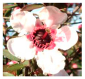 Agronomy 12 00169 i004