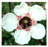 Agronomy 12 00169 i005