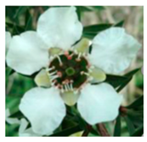 Agronomy 12 00169 i006