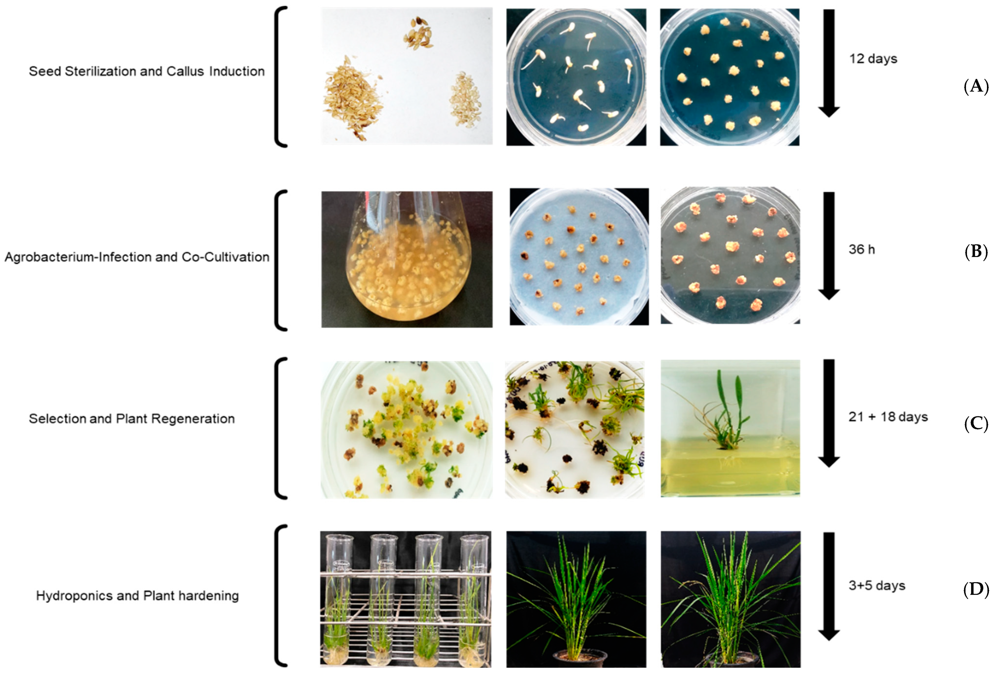 Agronomy 12 00179 g001