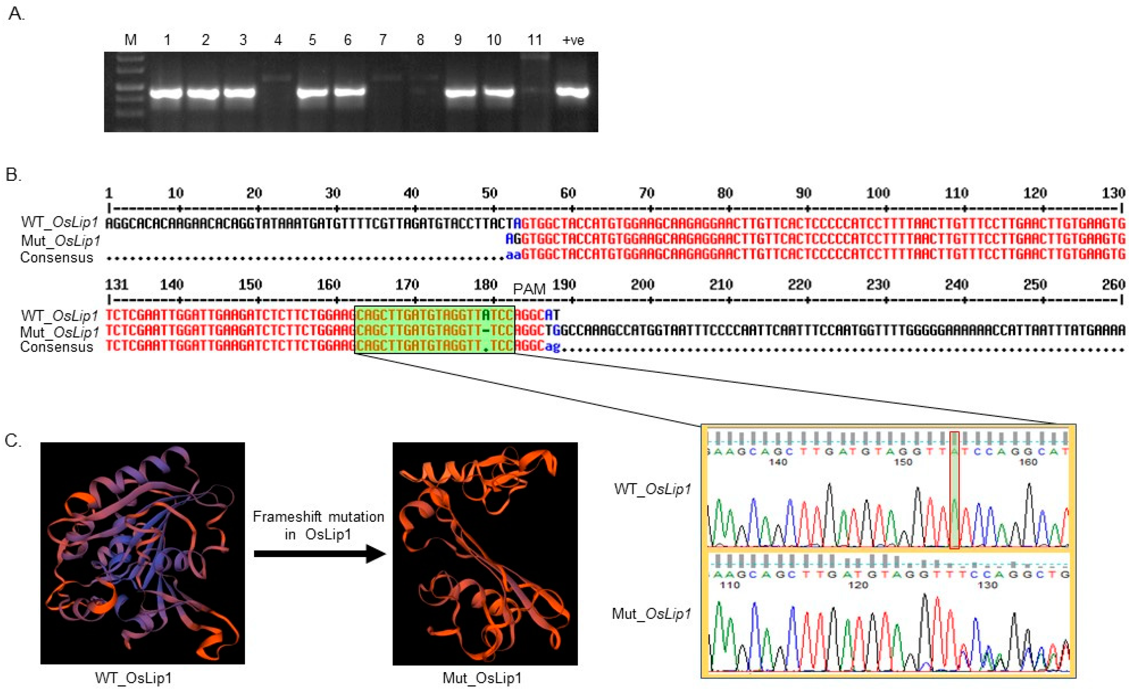 Agronomy 12 00179 g002