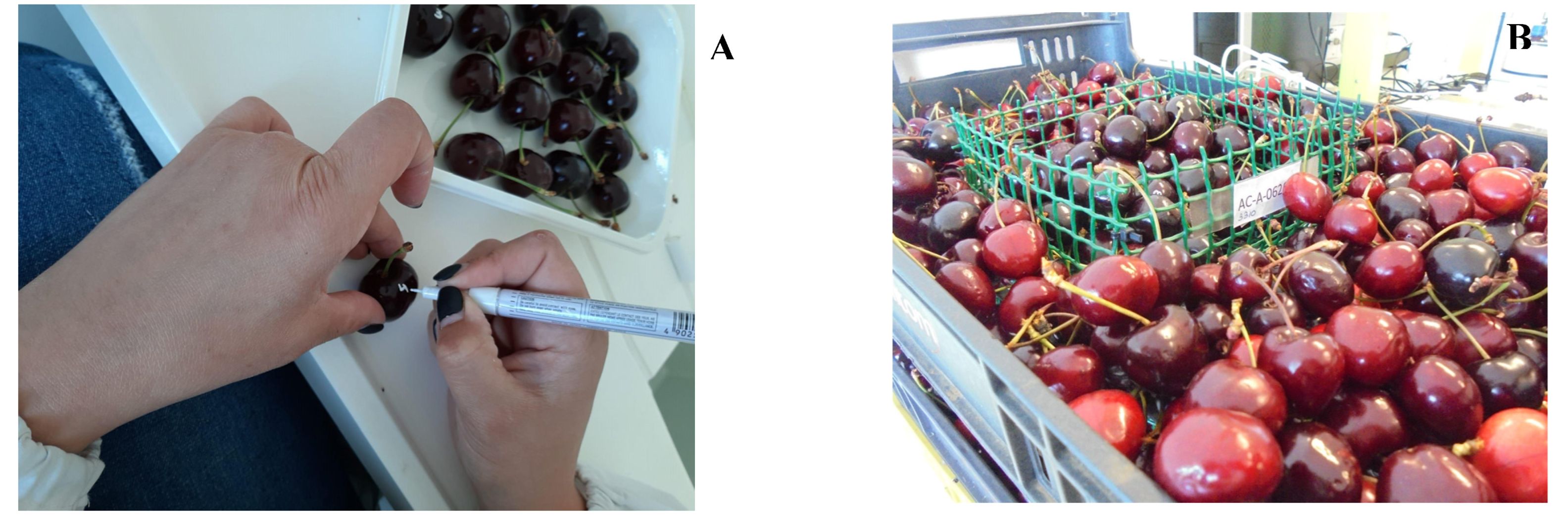 Agronomy 12 00188 g001