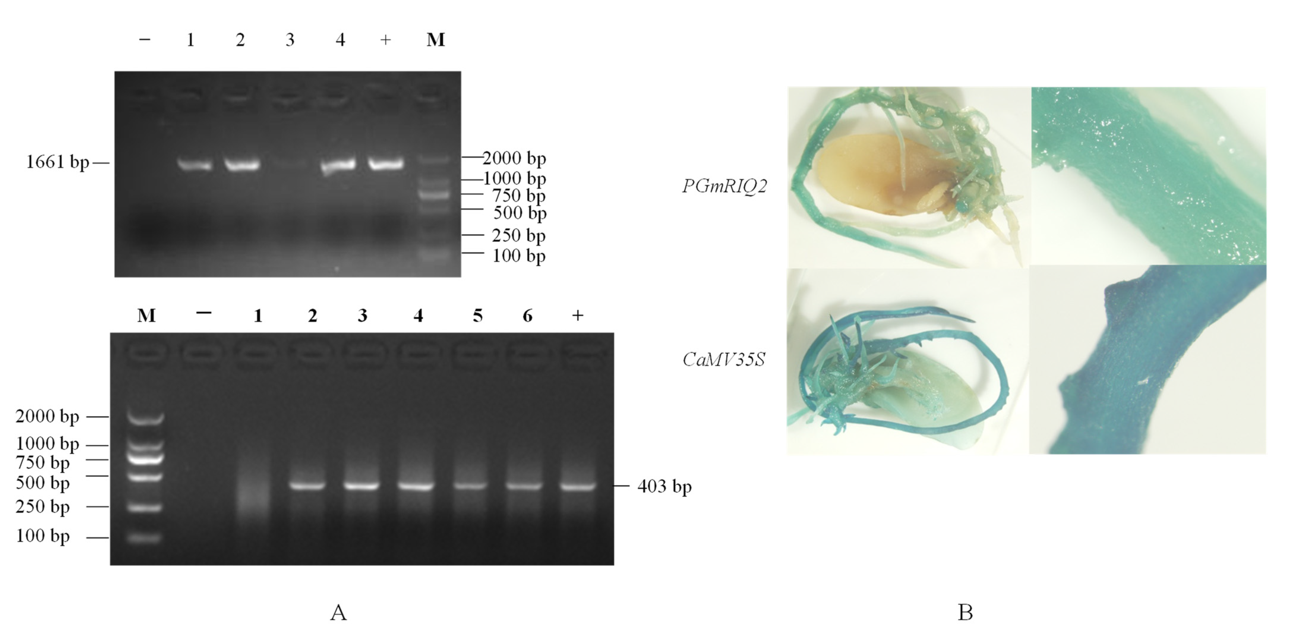 Agronomy 12 00227 g005