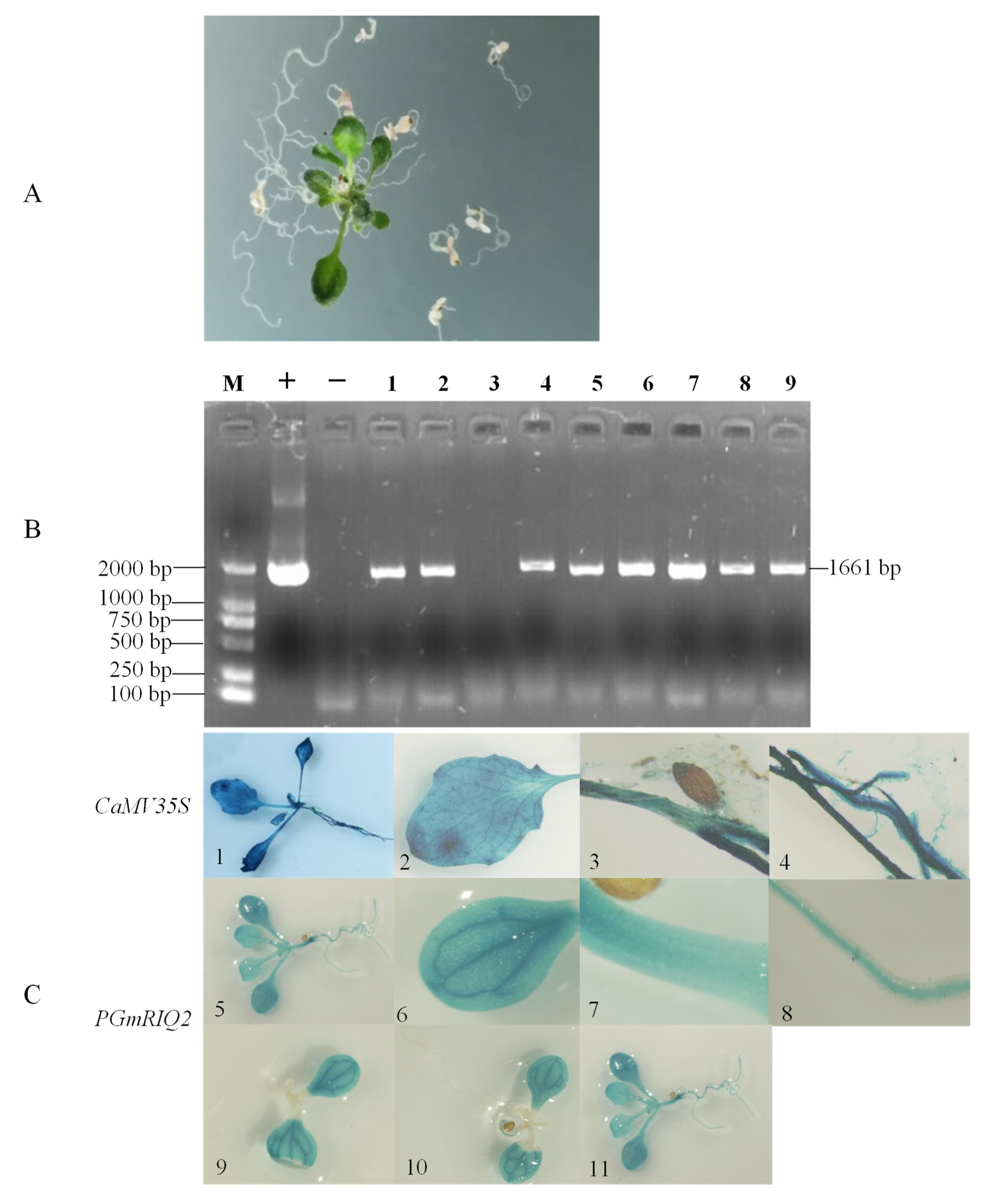 Agronomy 12 00227 g006
