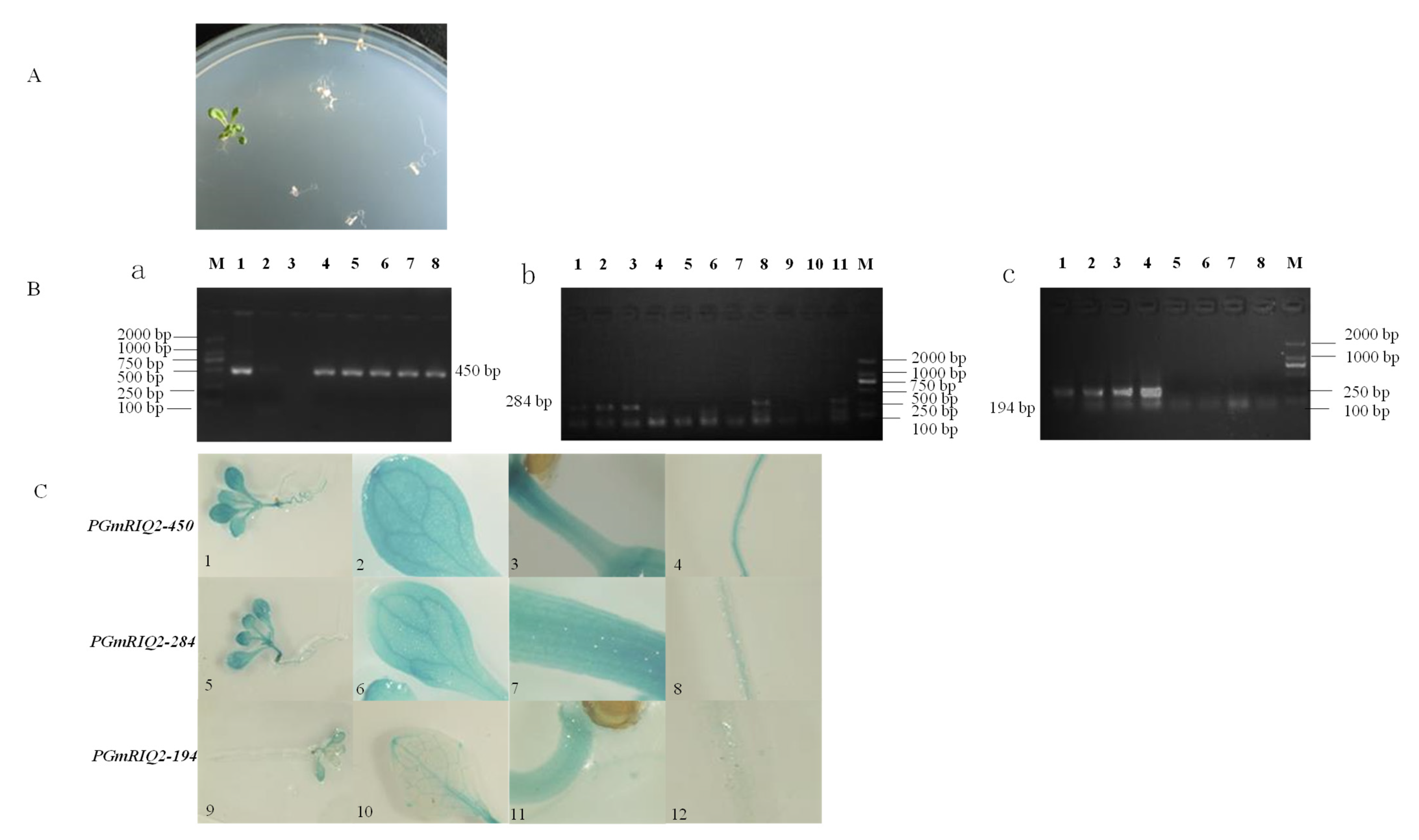 Agronomy 12 00227 g007