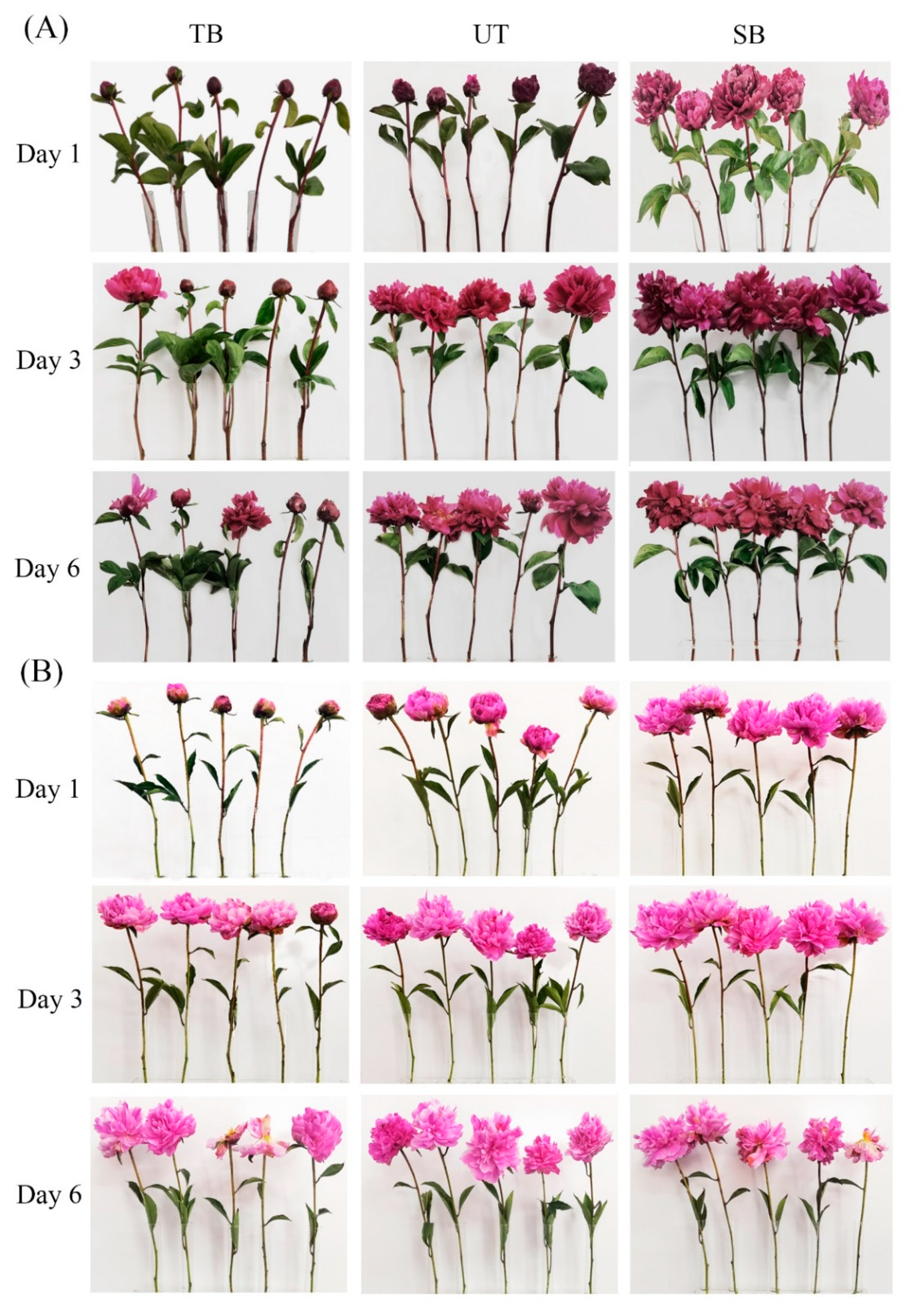 Agronomy 12 00230 g001