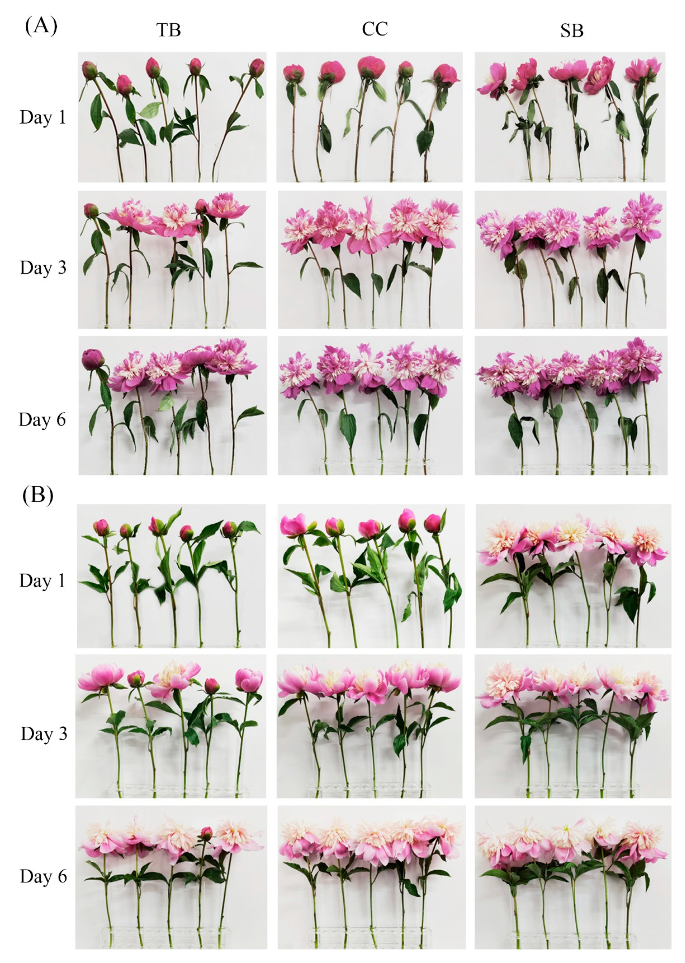 Agronomy 12 00230 g003