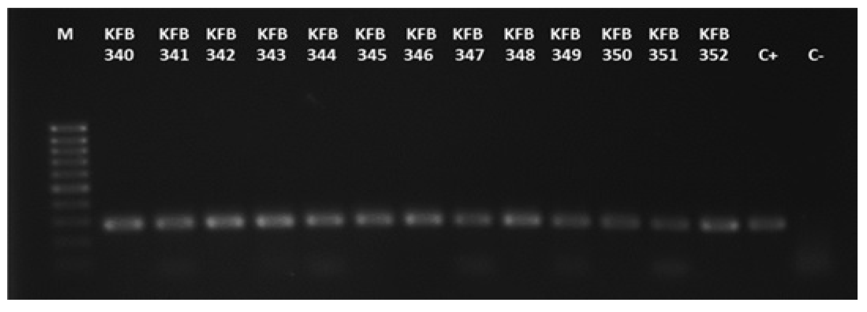 Agronomy 12 00235 g001