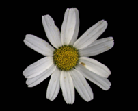 Agronomy 12 00252 i005